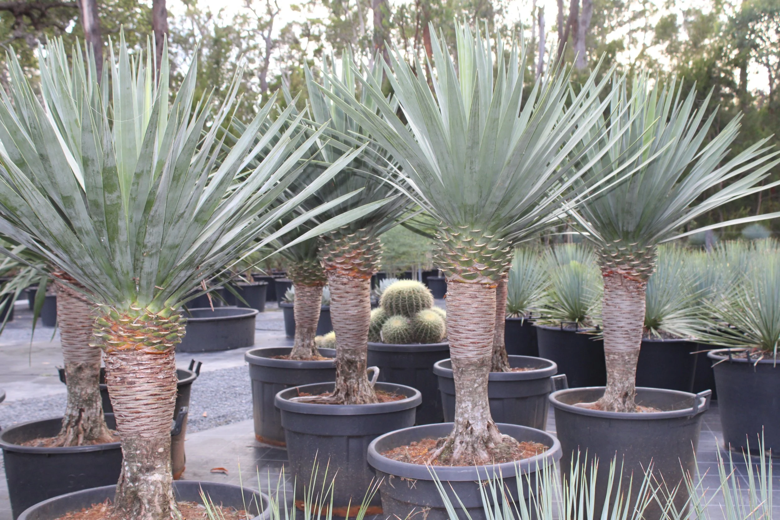 Dracaena Draco Dragon Tree 90L