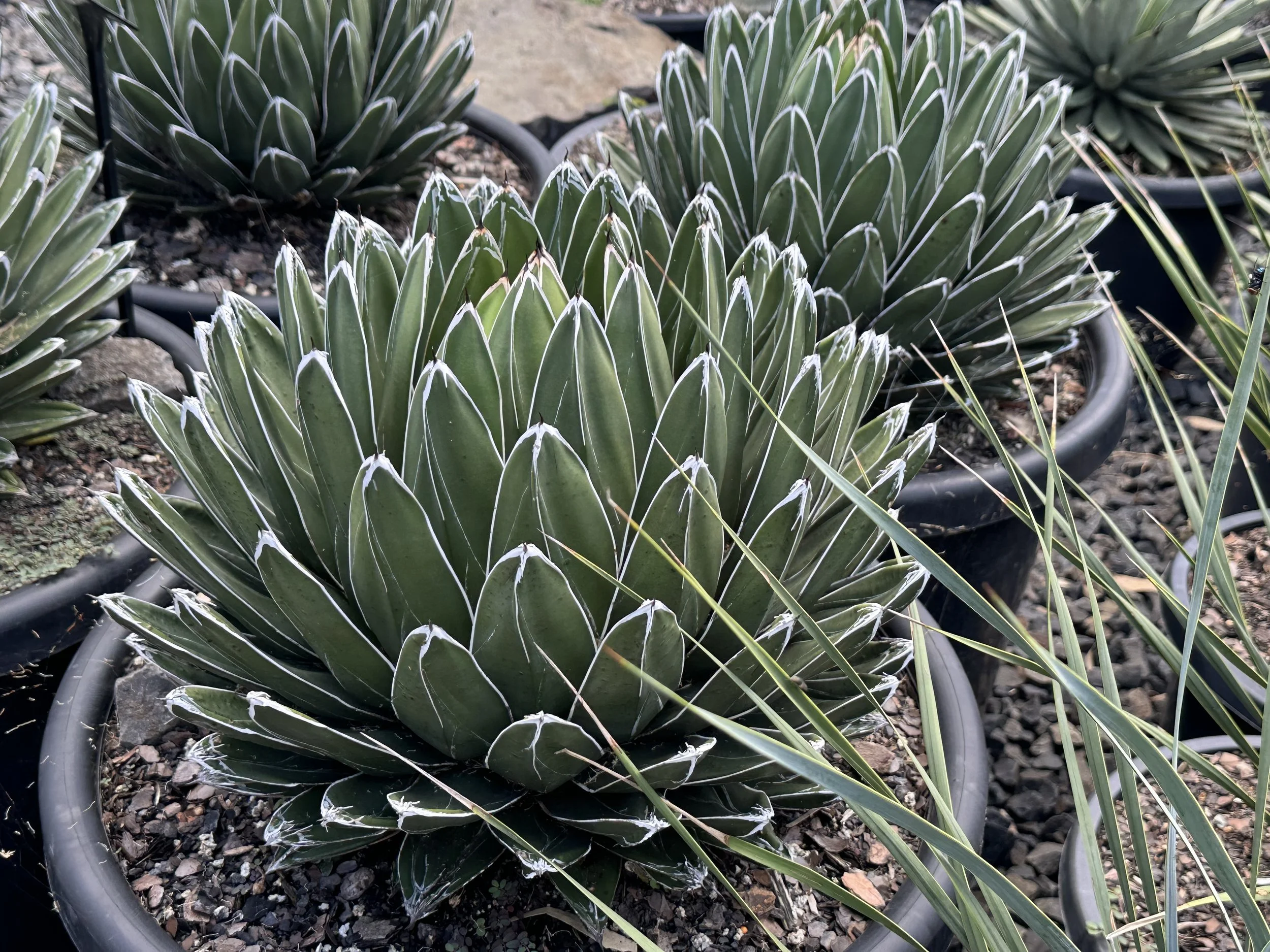 Agave Victoria Reginae 400mm + 500mm — Beautiful Gardens Exotic