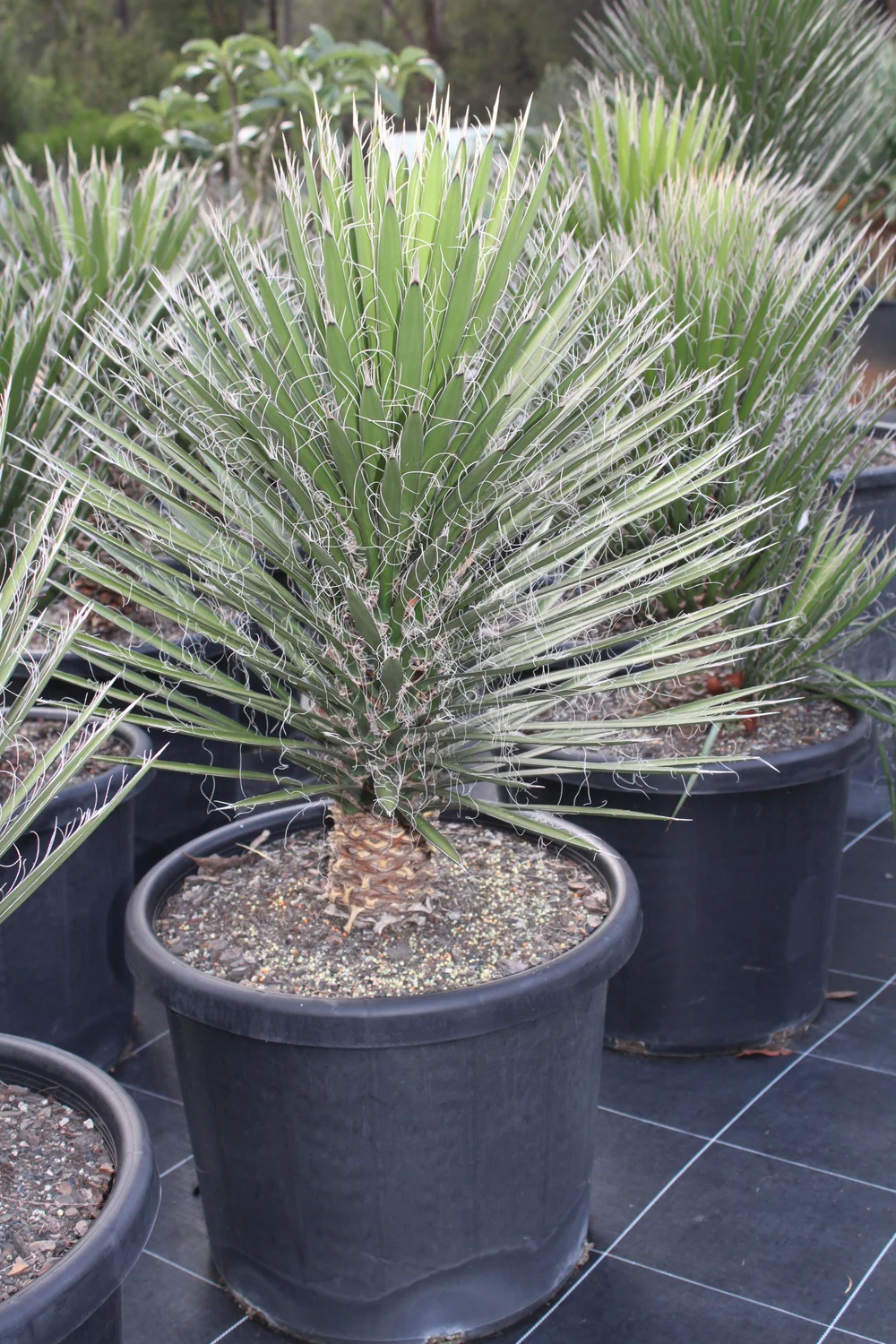 Yucca Filifera 500mm — Beautiful Gardens Exotic Nursery and Design