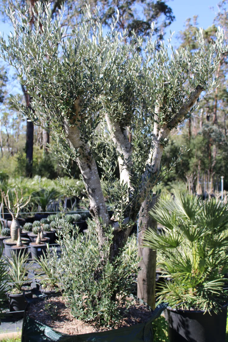 FEATURE PLANTS — Beautiful Gardens Exotic Nursery and Design