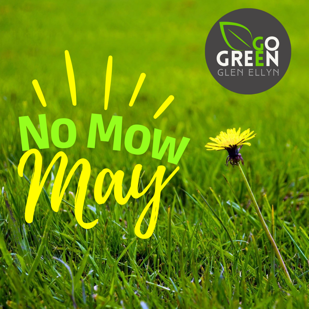 What is Up With No Mow May?