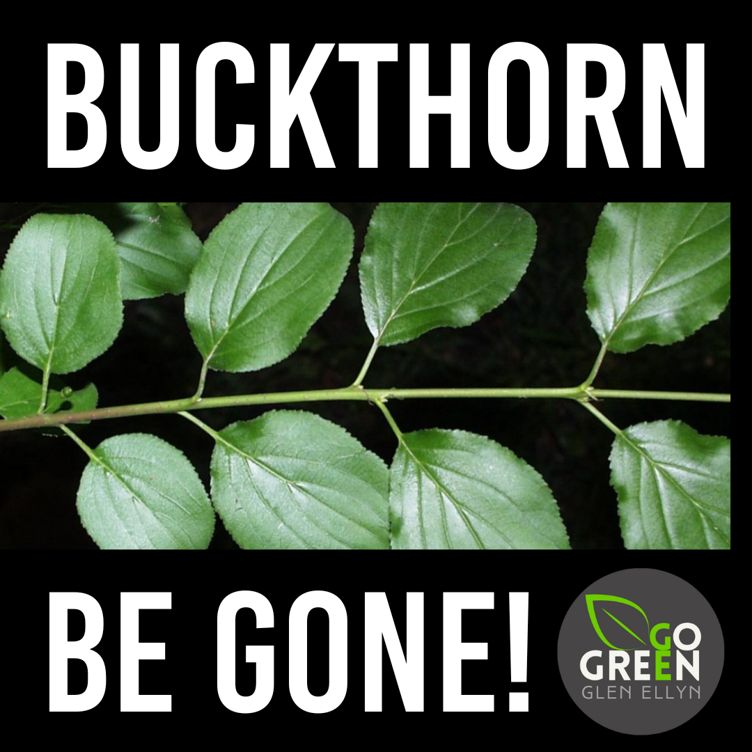 Buckthorn, be gone!