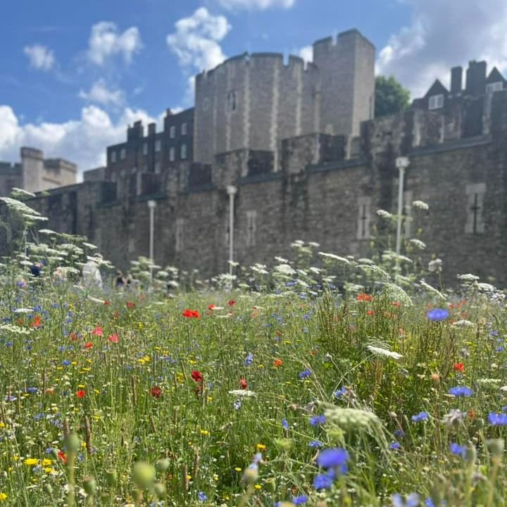 moat flowers.jpg