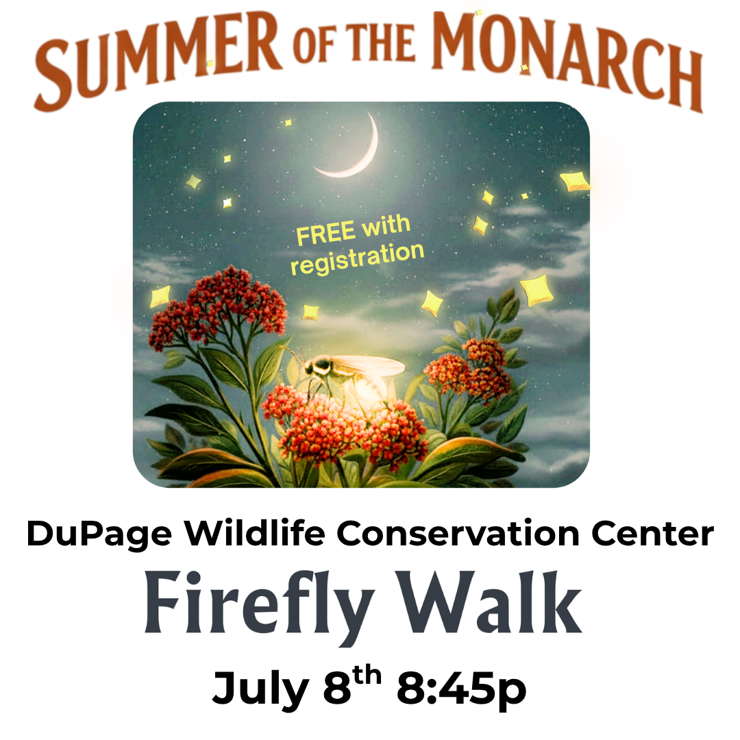 Firefly Walk