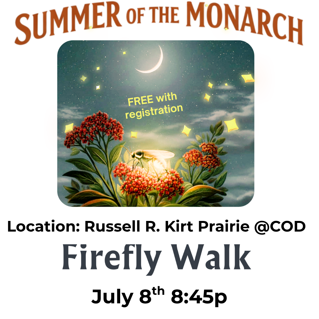 Firefly Walk