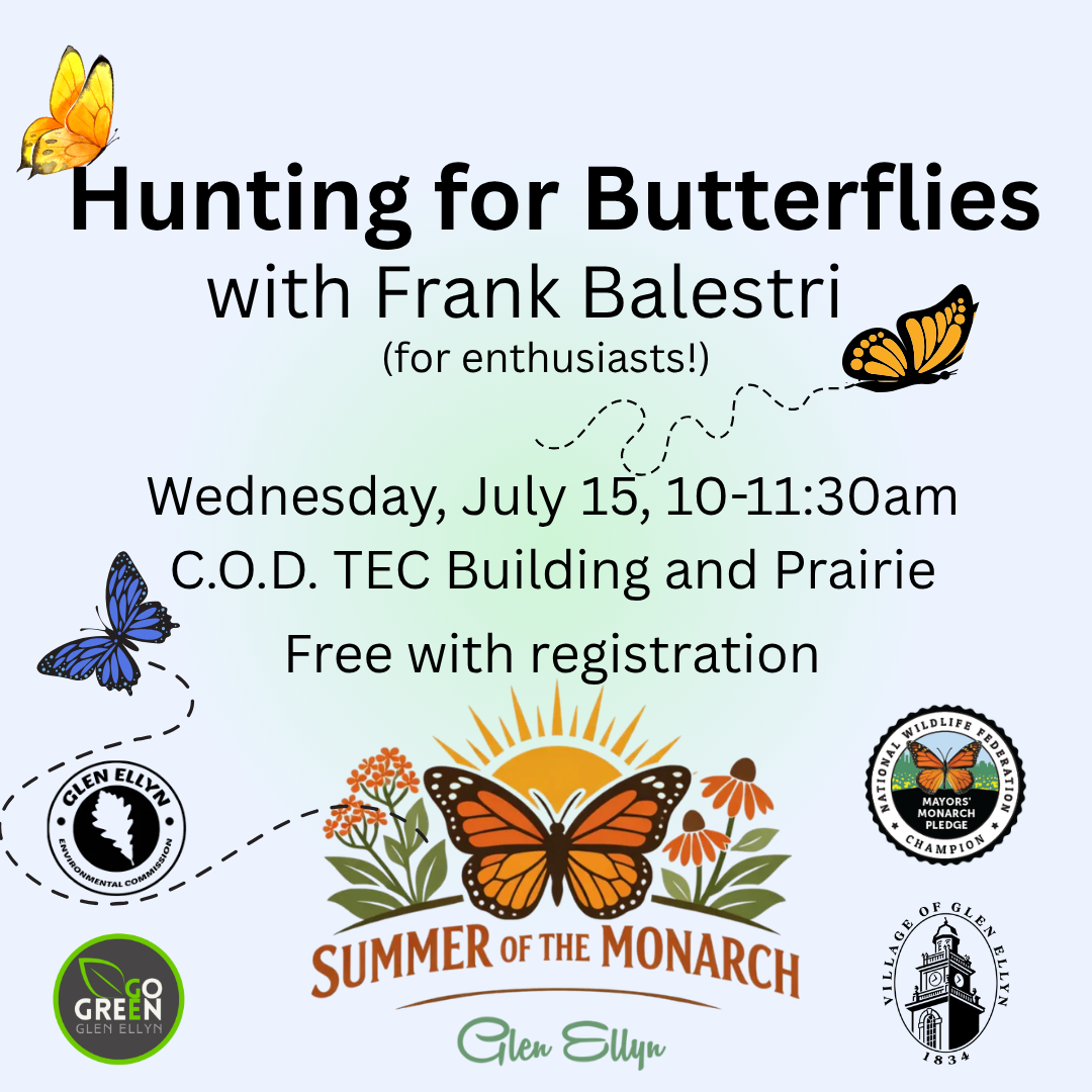Hunting for Butterflies