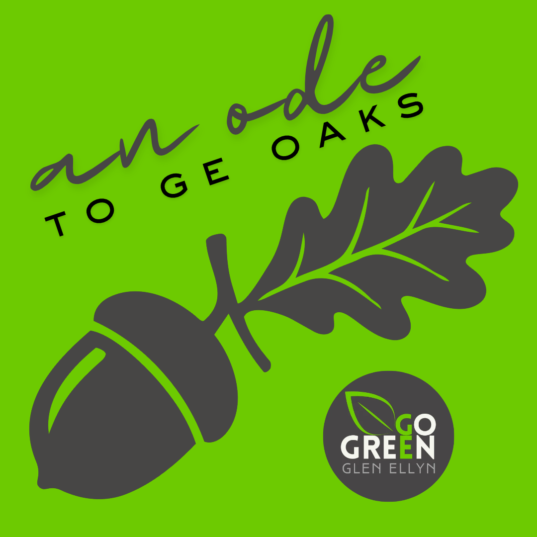 Ode to the Oaks of Glen Ellyn