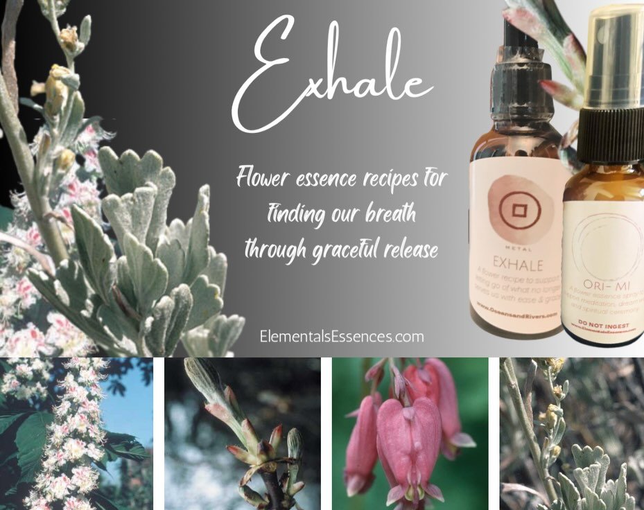 Which one of these flower beauties can support your graceful release this Libra season?  As we prepare for Venus to retrograde through Scorpio, this month's Medicine of the Moment invites us to "relax relate RELEASE". iykyk 😉

The Exhale f