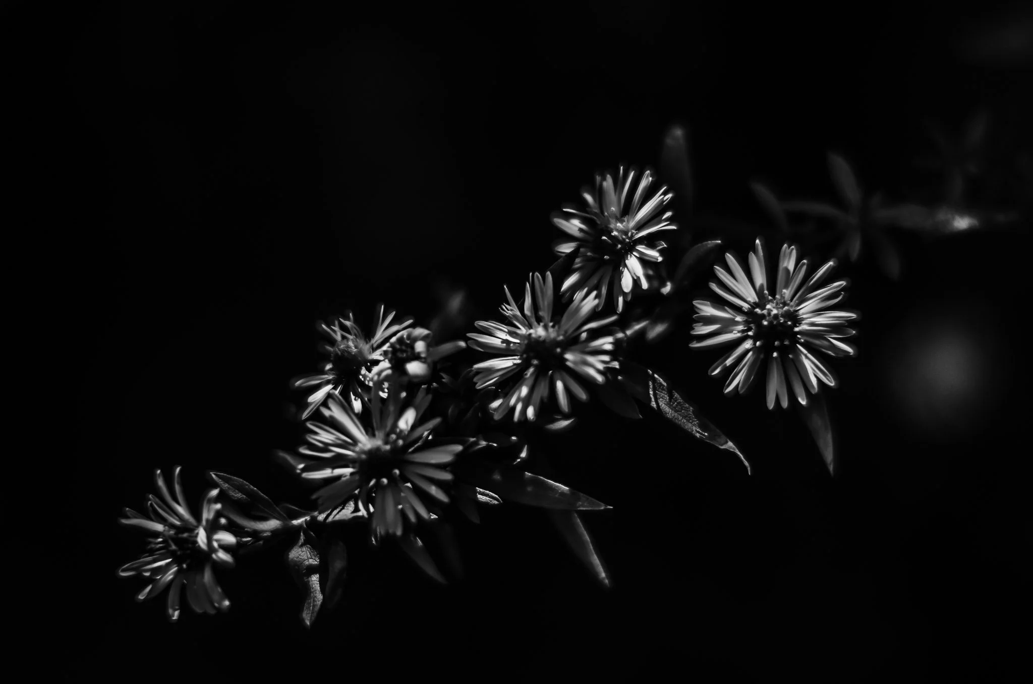 Black and white photo of a branch with multiple small flowers and leaves.