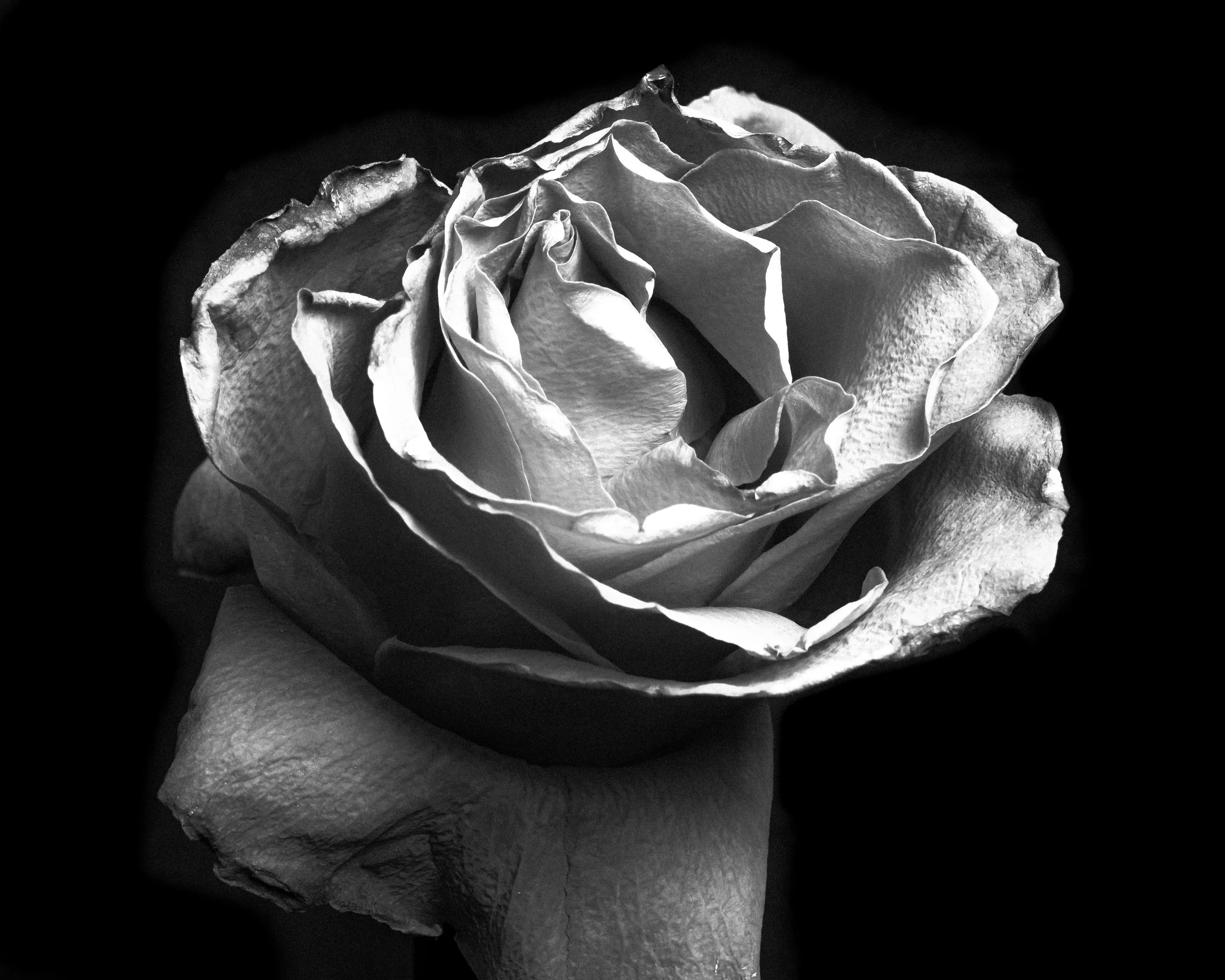 Black and white close-up of a blooming rose with detailed petals.