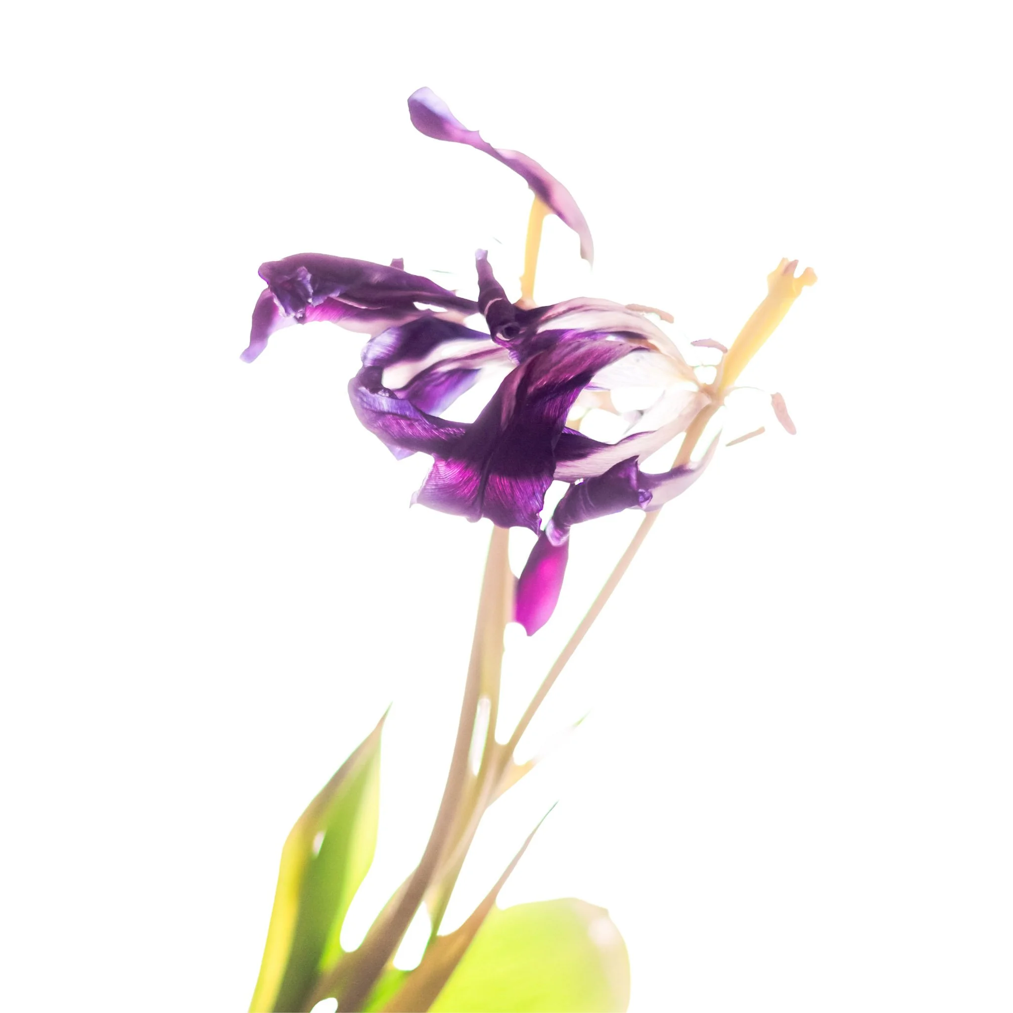 Close-up of a fallen purple flower with wilted petals and yellow stamen on a white background.