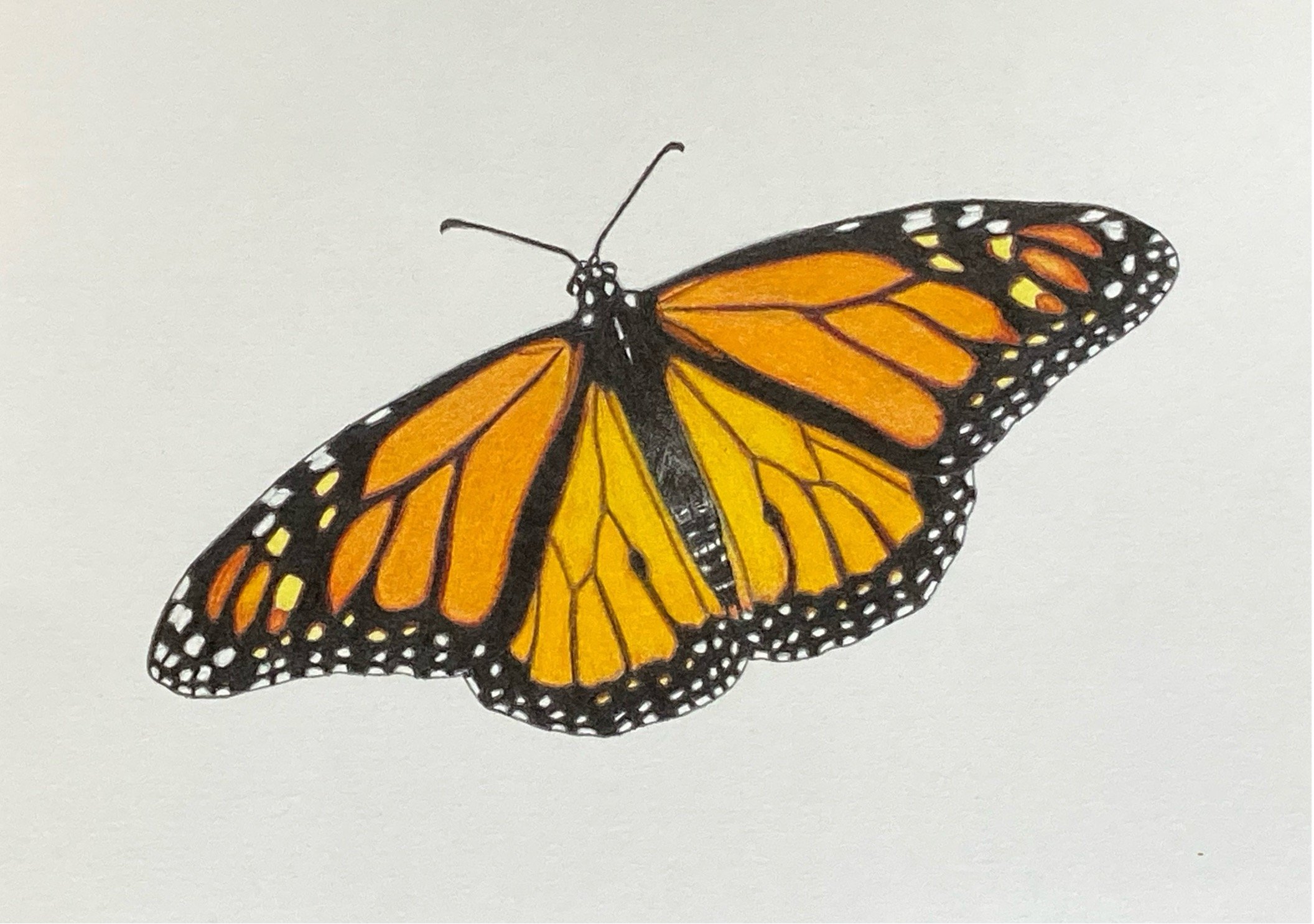 Monarch Butterfly - cropped.jpg