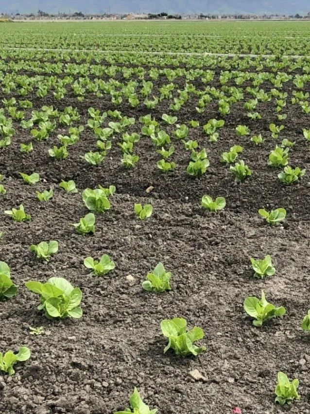 Gippsland Horticulture - turning data into better irrigation decisions workshop