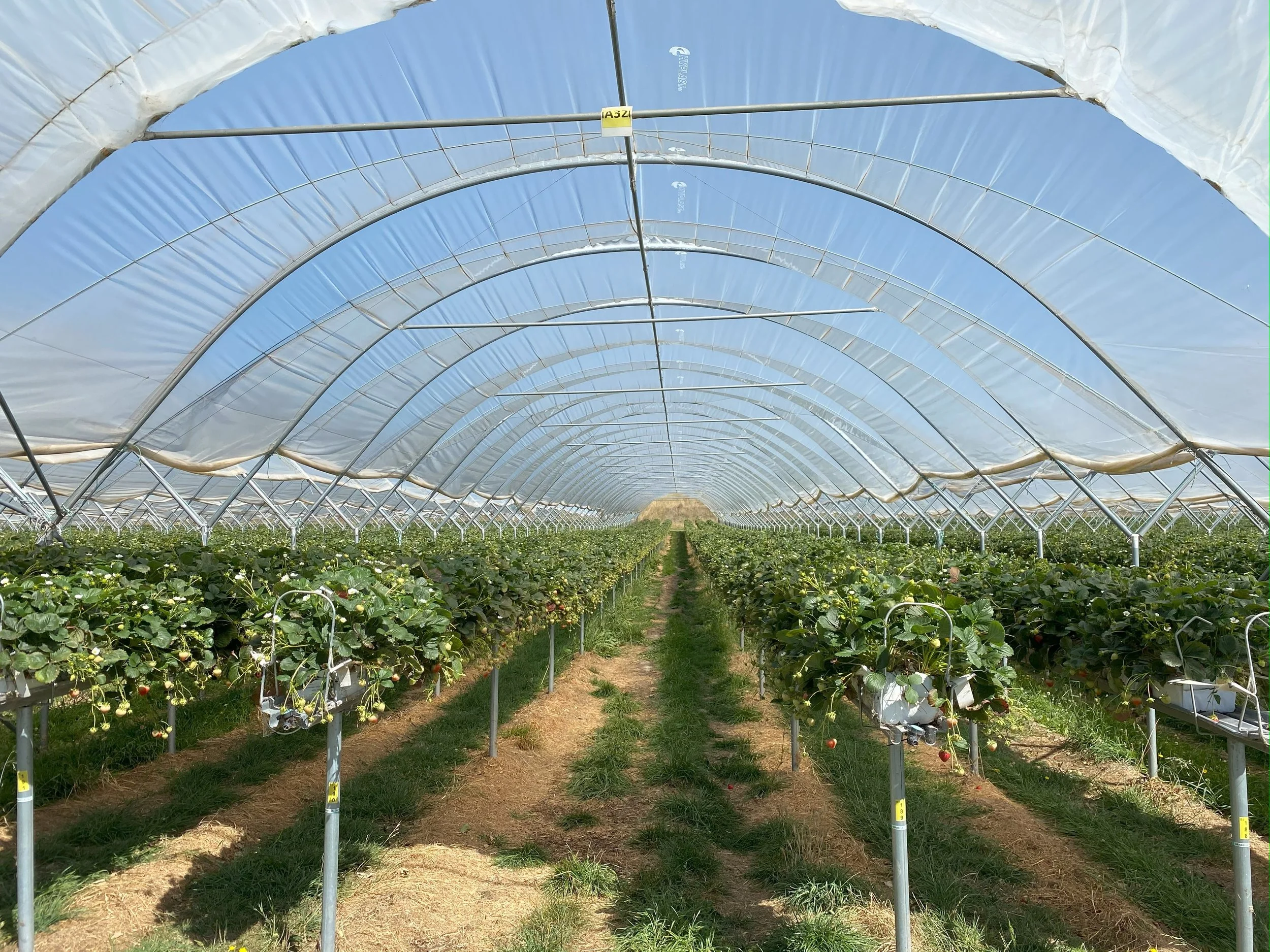 Berry growers workshop - turning data into irrigation decisions