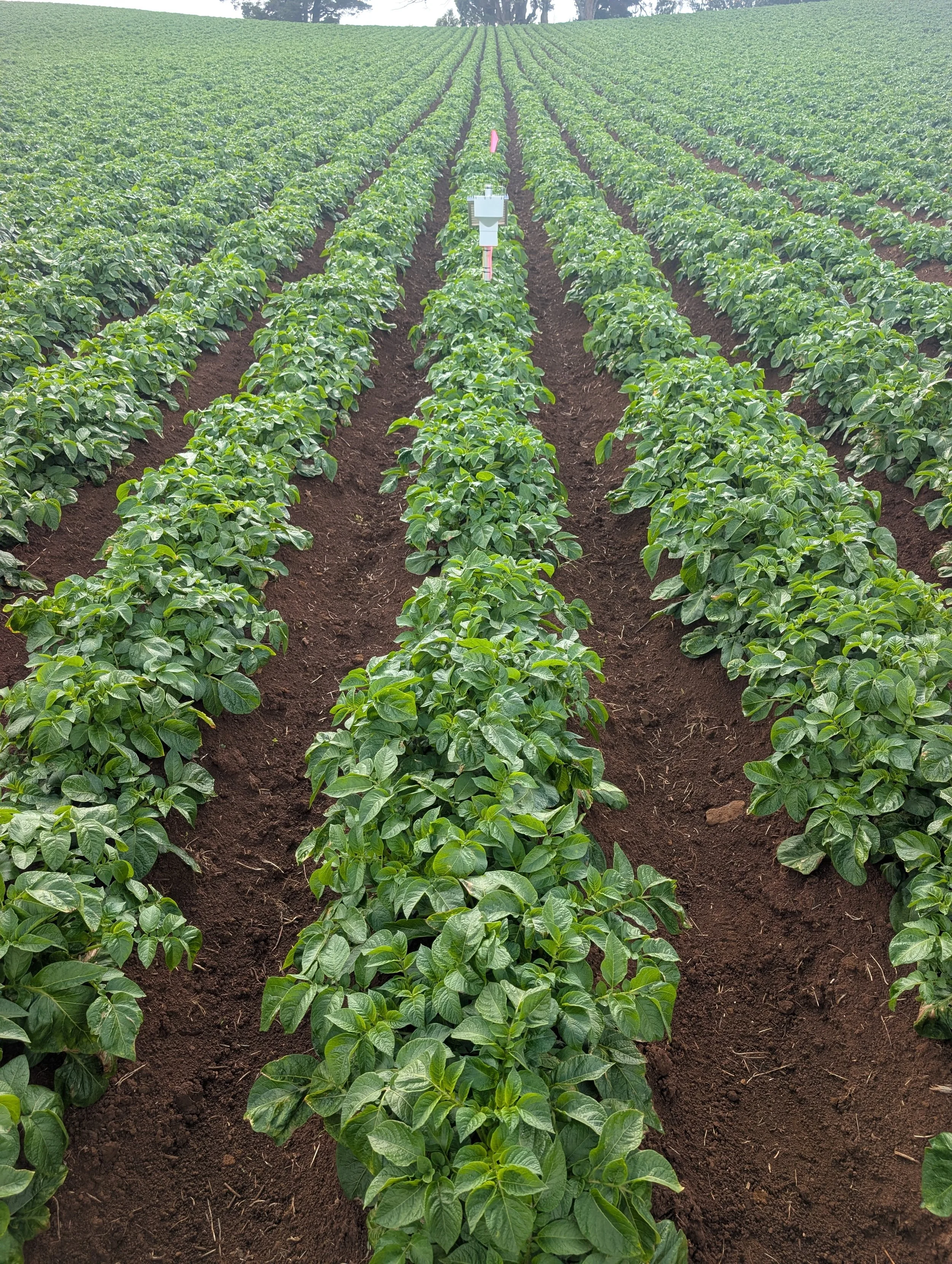 Ballarat Annual Croppers Workshop - turning data into better irrigation decisions