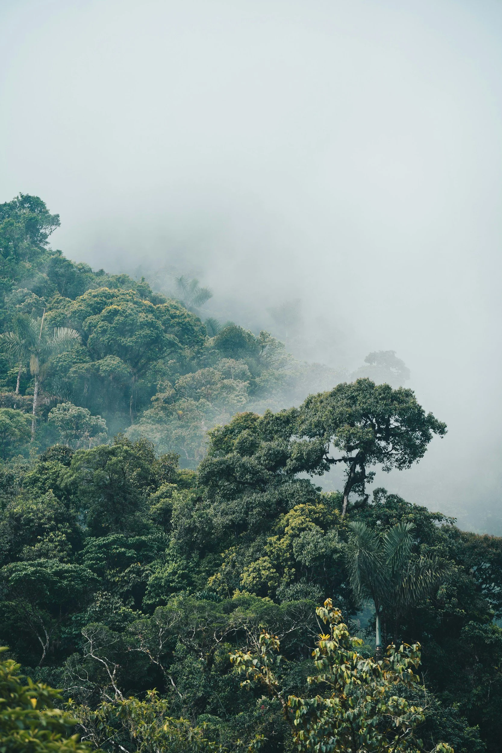 View of a lush green forest with fog covering the trees.
