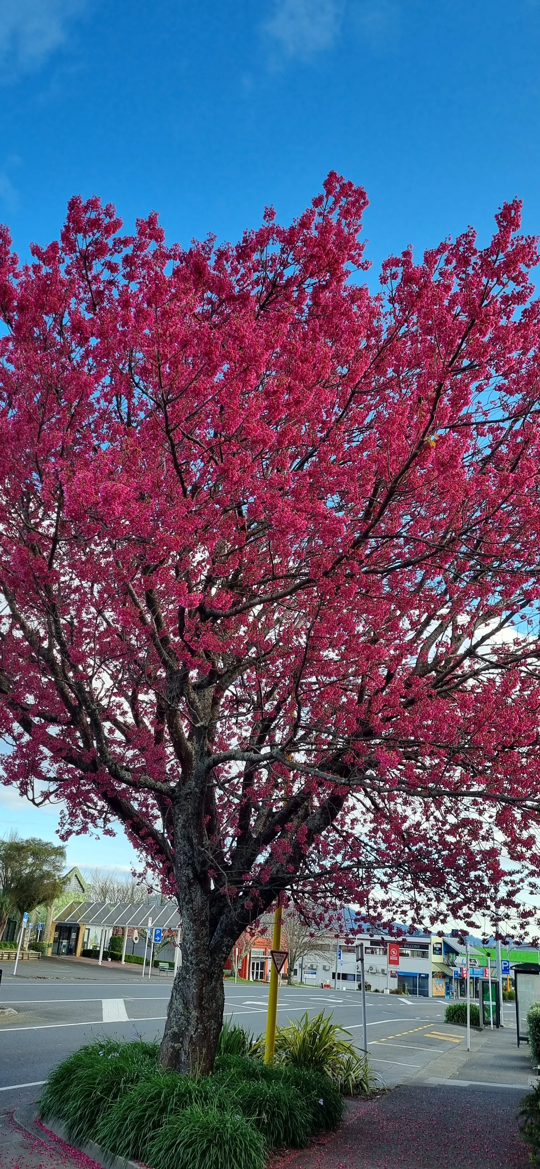 Cherry tree in Town KC.jpg