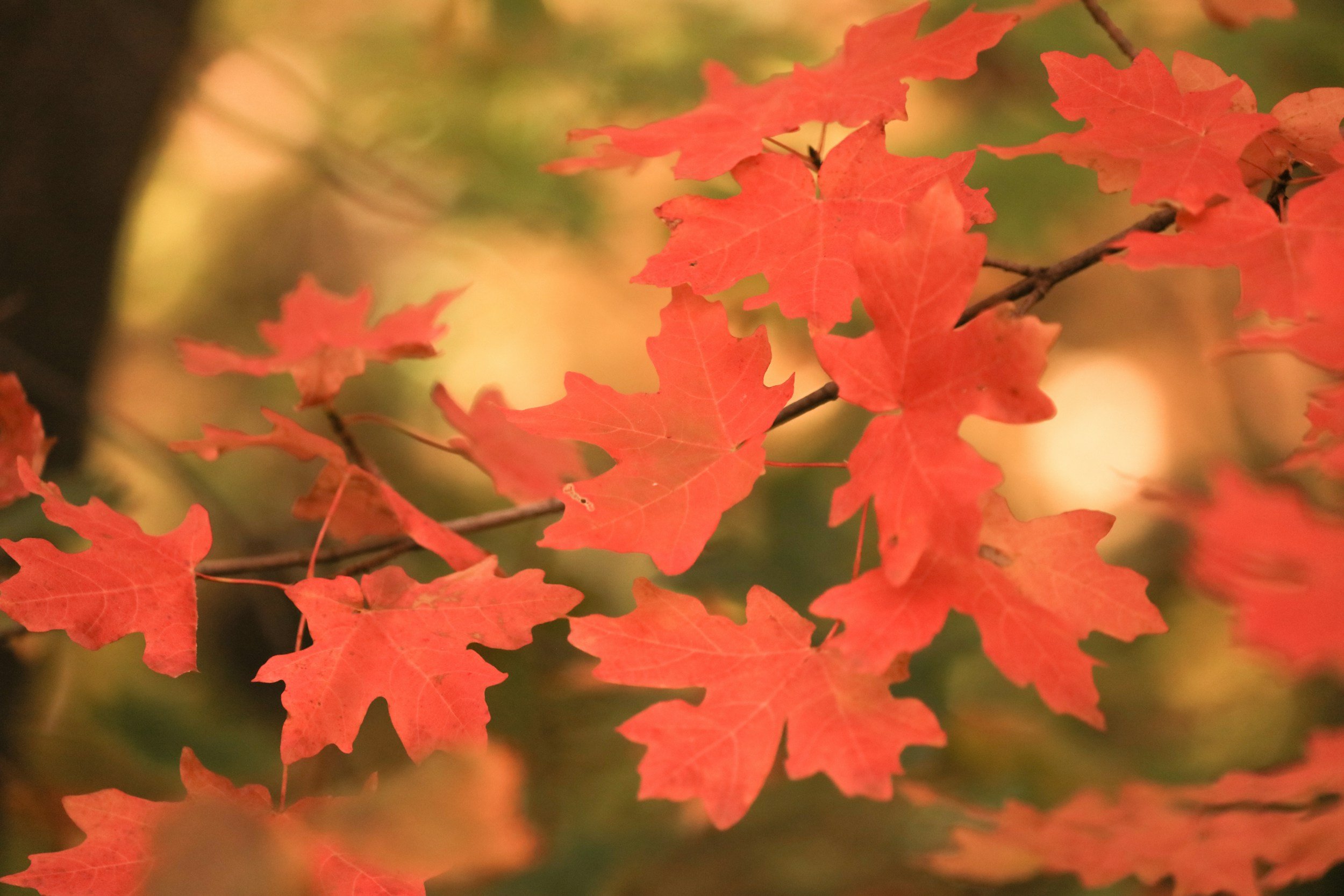 Embrace the Season of Release 🍂✨