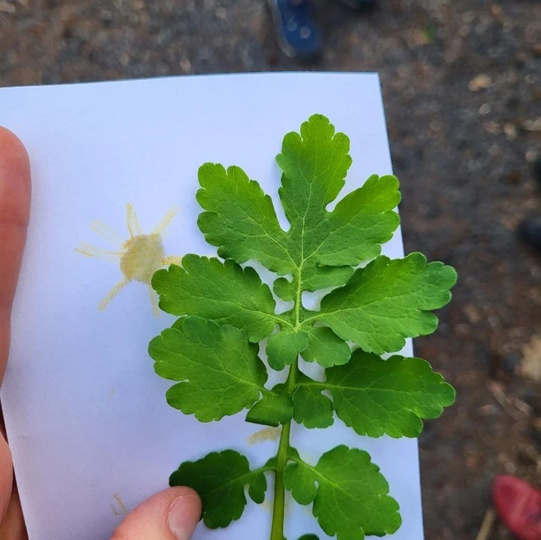 Spaziergänge mit den naturbegleitern* 