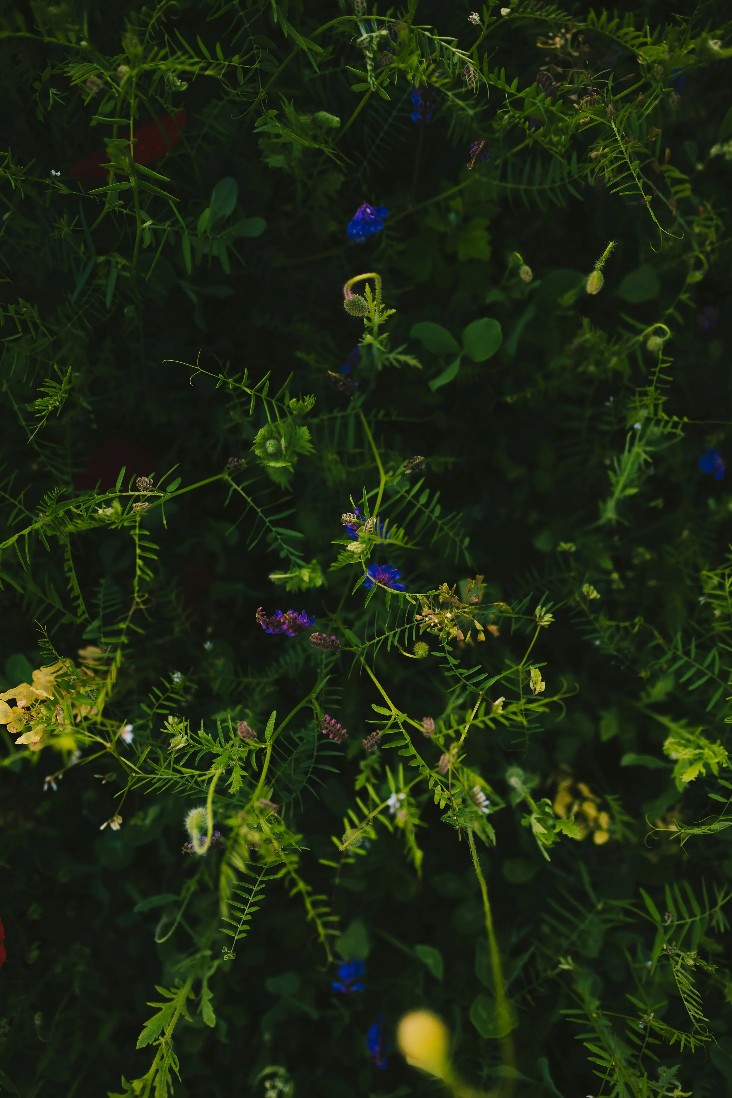 How Terpenes in Drinks Can Boost Your Mood &amp; Mindset