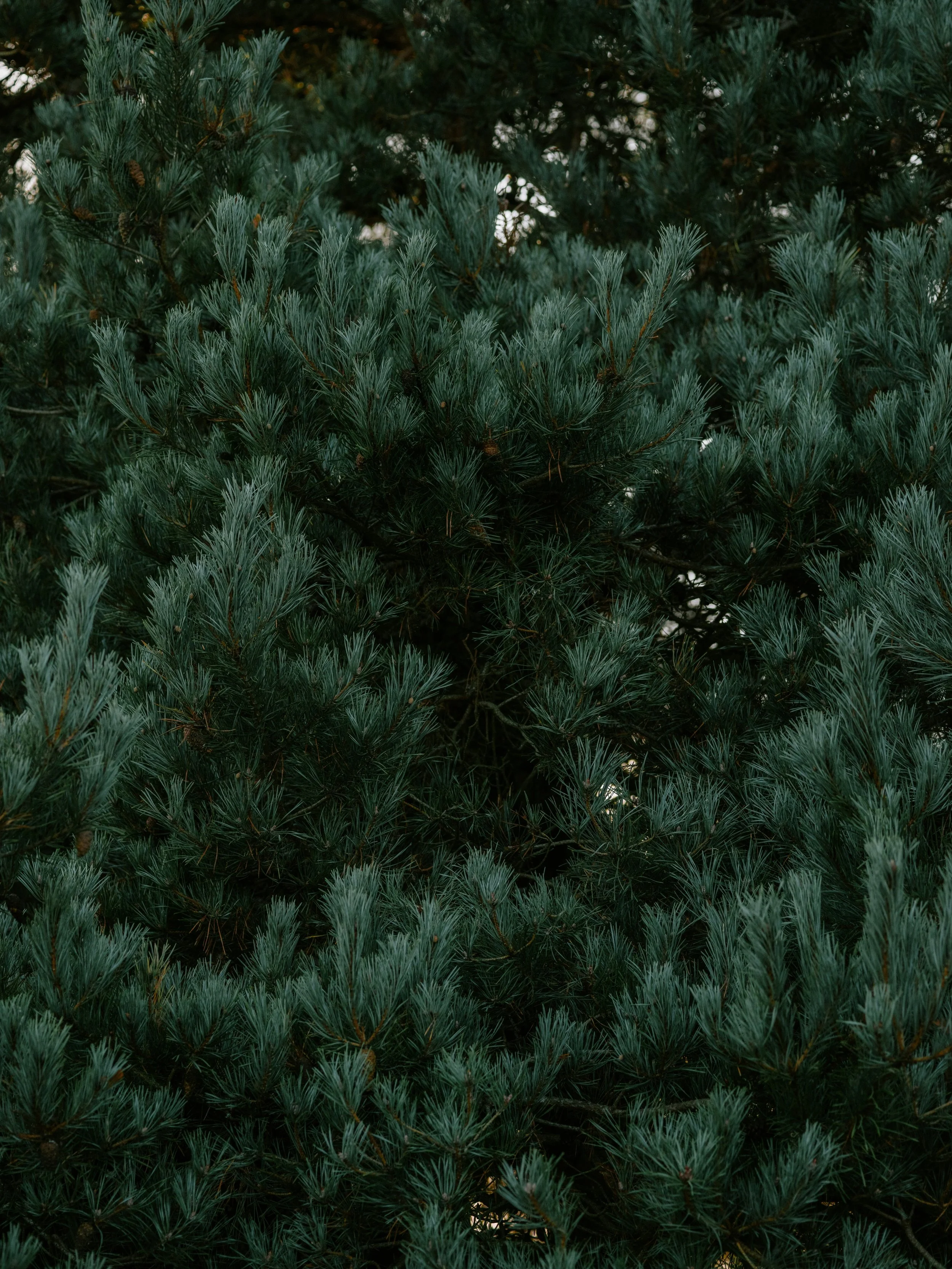 Pinene - The Terpene for Focus, Clear Thinking and Better Breathing