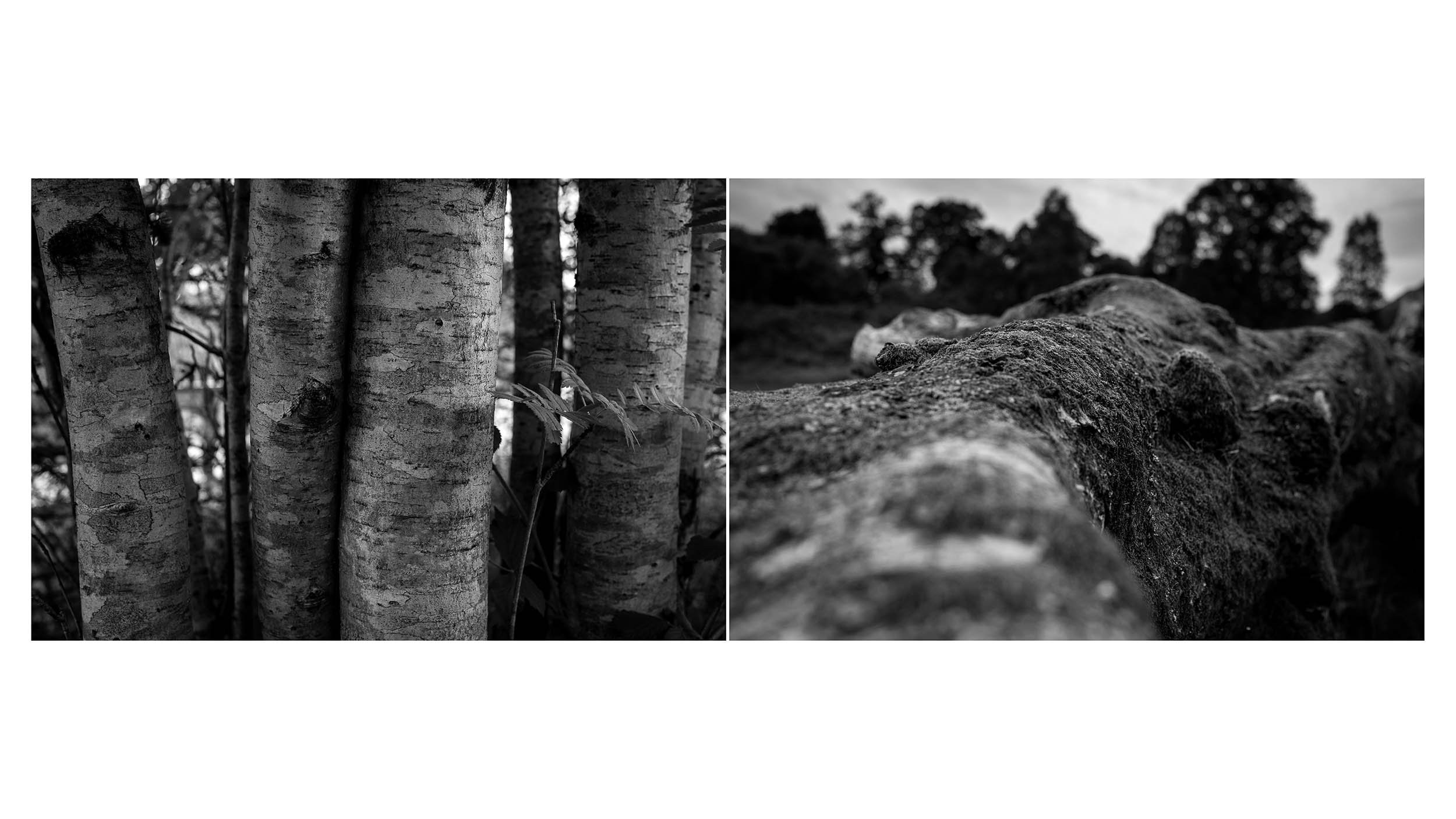 Dukes Path Blog 07.jpg