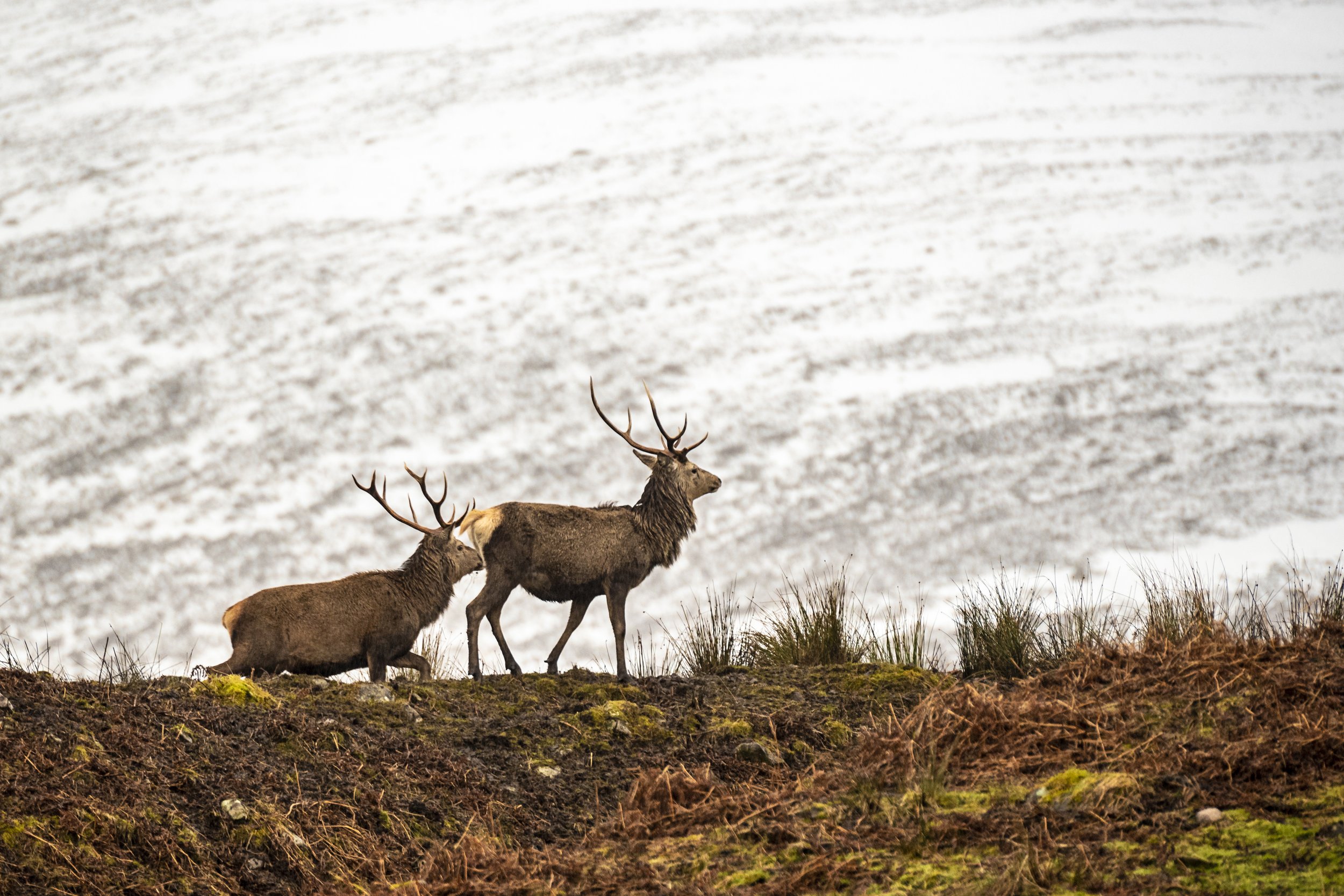The Natural Environment (Scotland) Bill