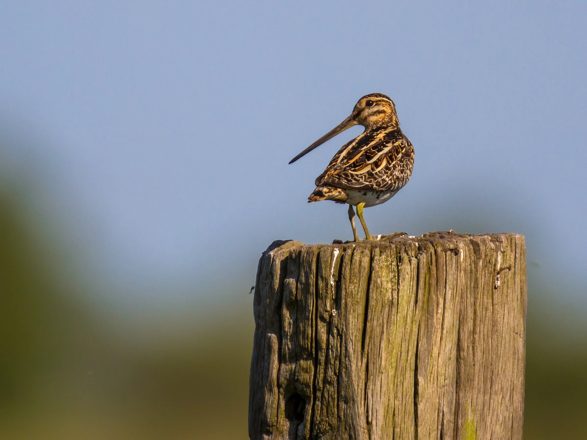 DEFRA consultation - Protecting wild birds