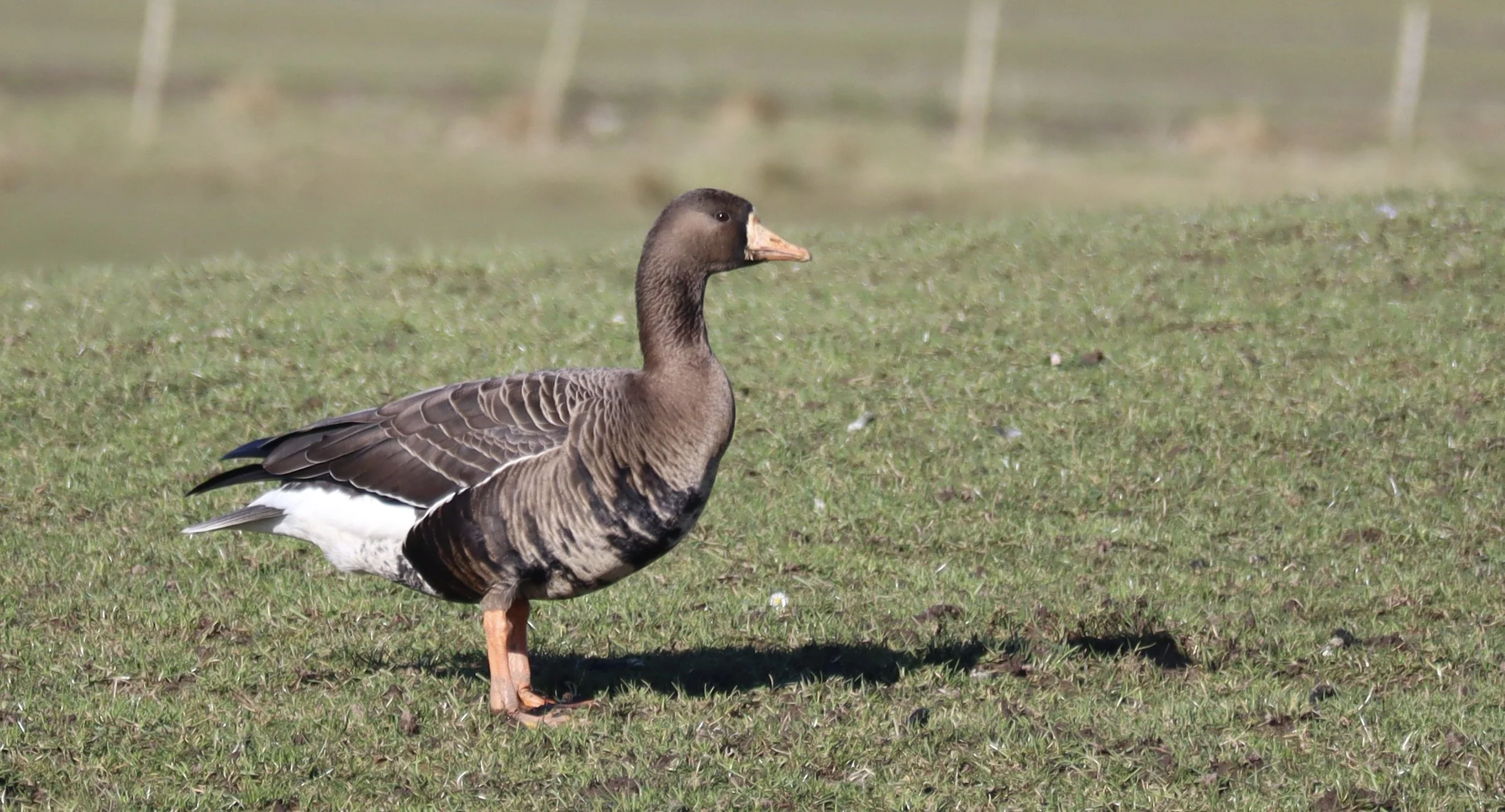 Consultation on Amending the Wildlife and Countryside Act 1981