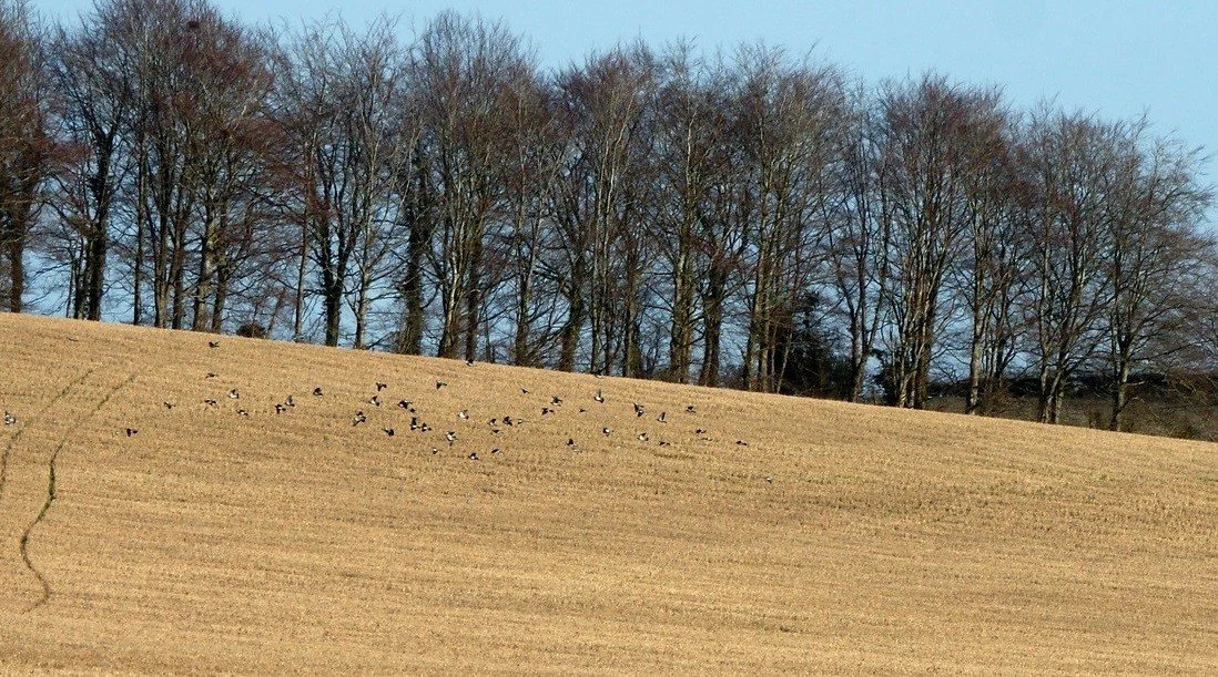 NatureScot is reviewing the general licences in operation.