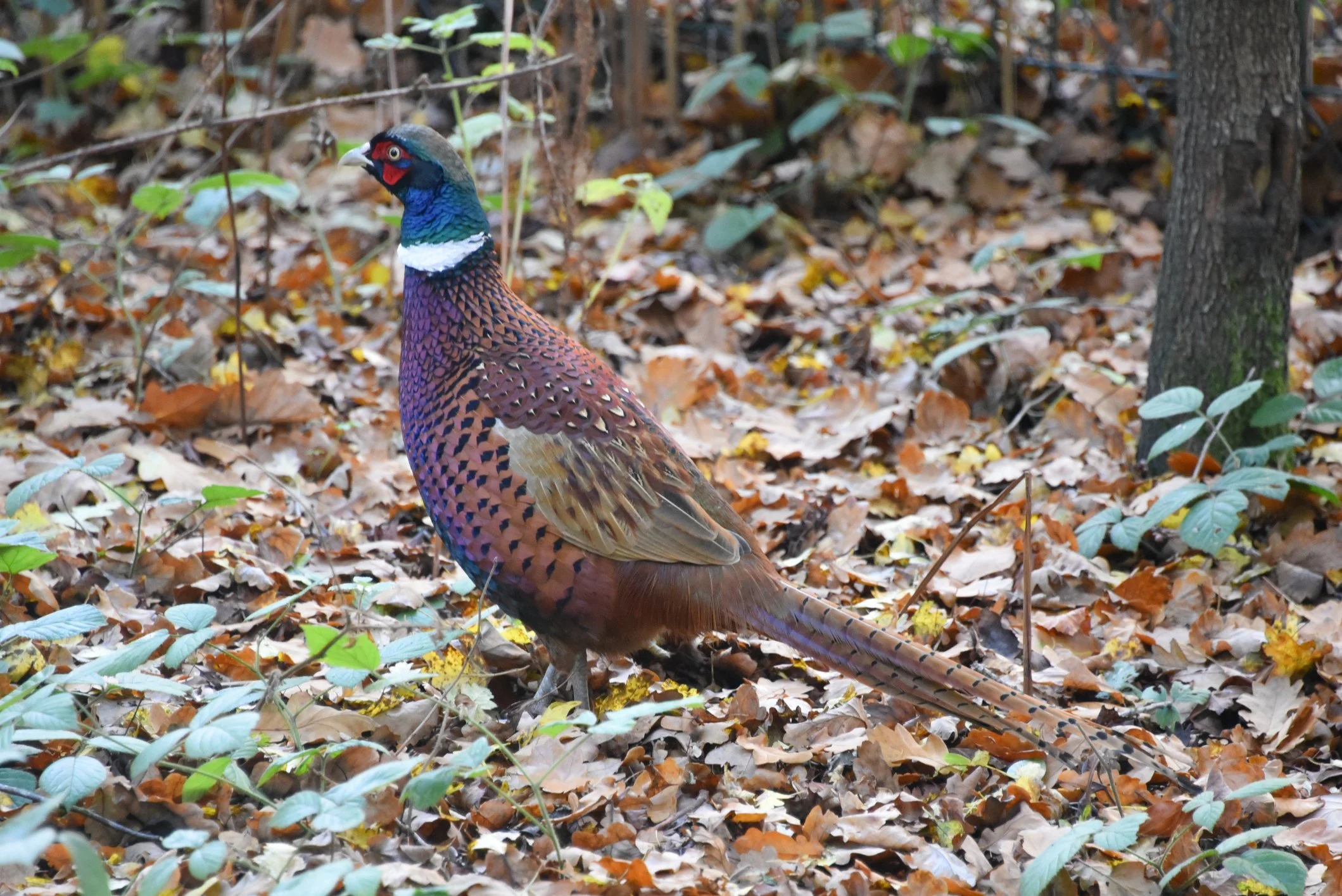 Call for Evidence on Gamebird Release, Shooting and Welfare during Rearing in England