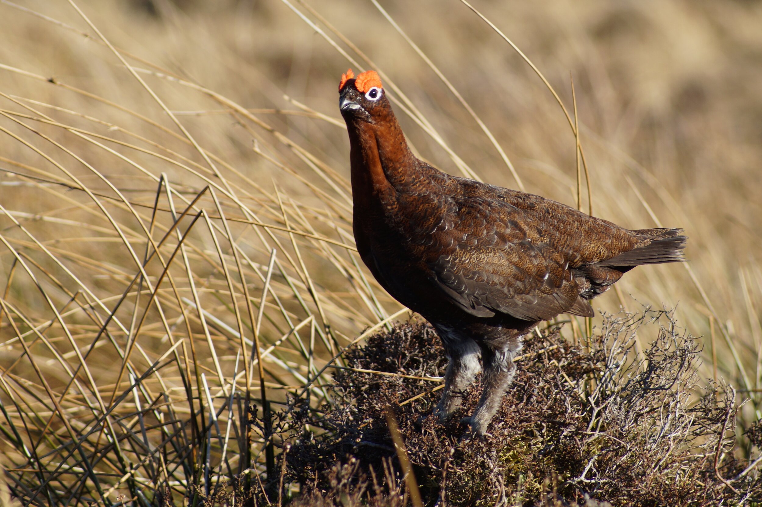 Rooks and the GL02 — Scottish Association for Country Sports