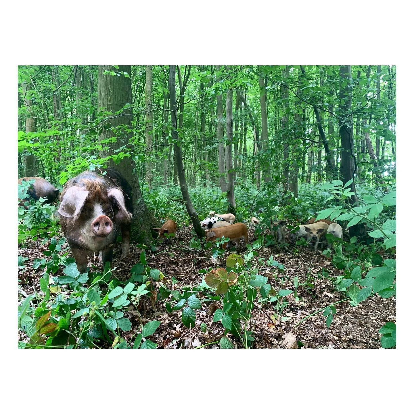 Pamela and Olive teaching the piglets how to get to grips with woodland living.

#spothousefarm #freerangepigs #woodlandpigs