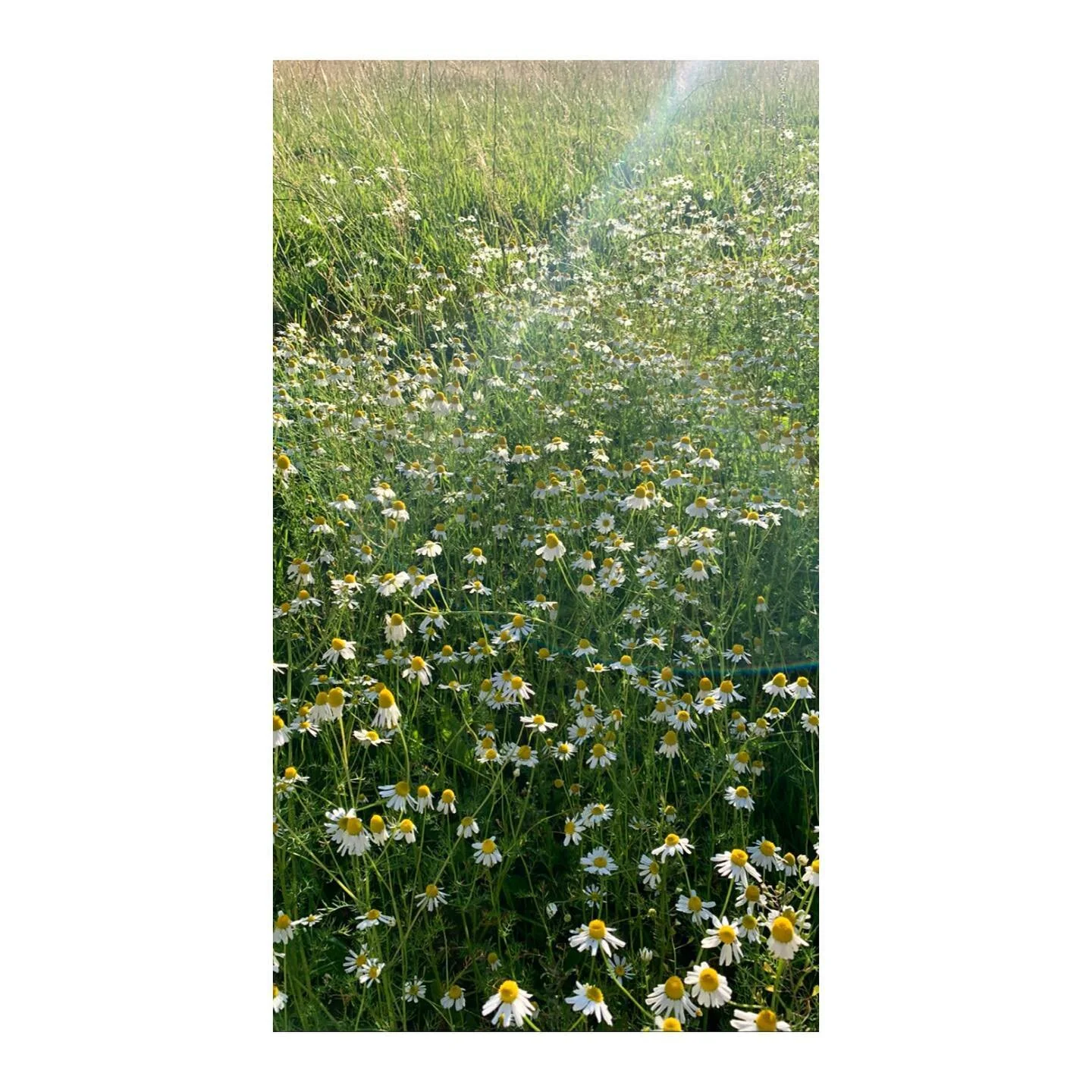 Chamomile in the meadows. 
-
-
-
-
#spothousefarm #wildflowers #woodlandmeadows #regenerativeagriculture #boutiquecamping #wildcamping #naturetravel