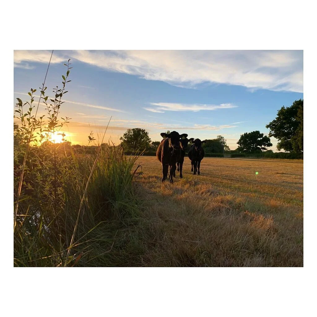 Last evening.
#spothousefarm