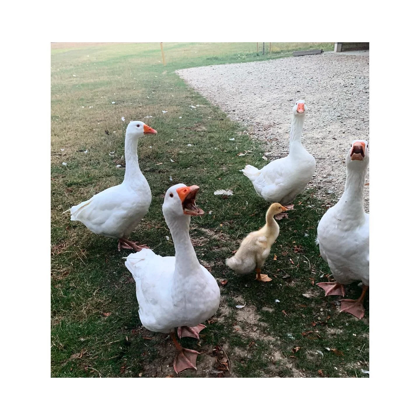 4 -1. THE most indulged gosling ever to have graced the farm.
#spothousefarm