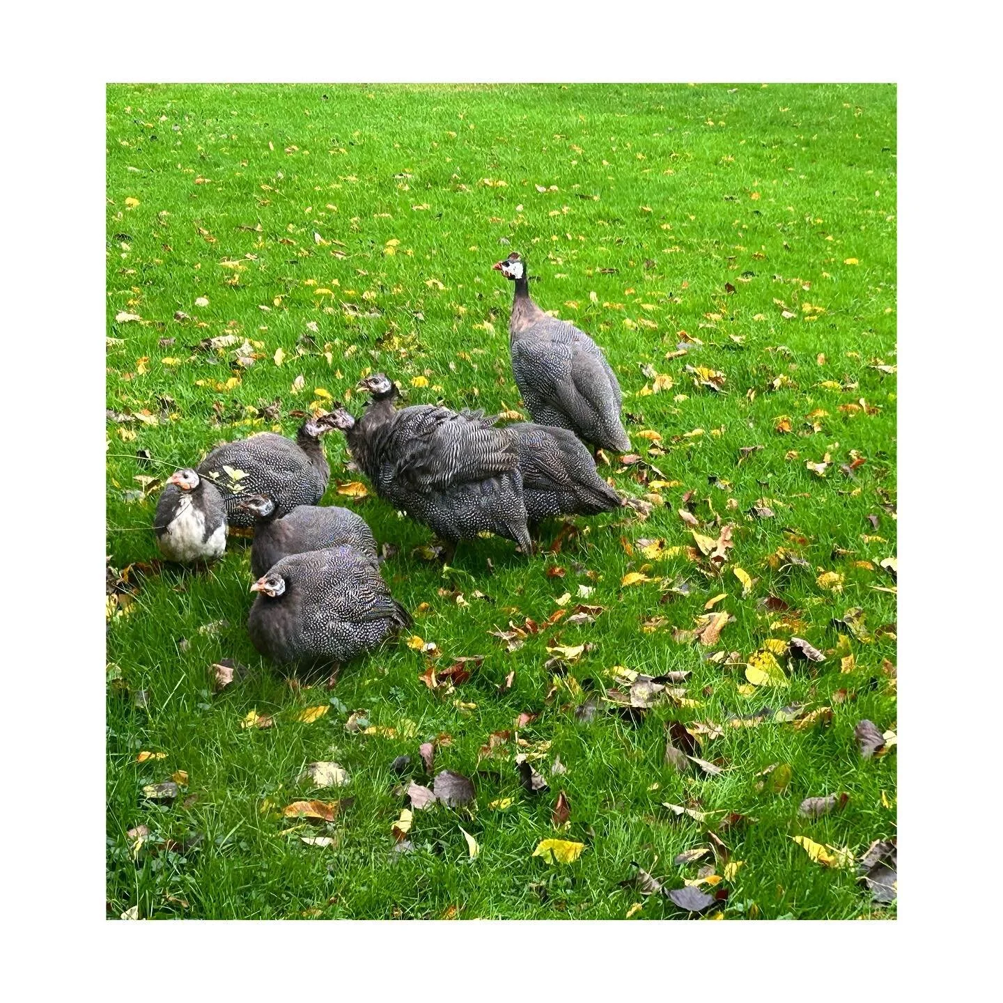 Our widowed Guineafowl has finally found her new family. It&rsquo;s to be hoped that she&rsquo;ll eventually choose a new mate from this little gaggle.
#spothousefarm