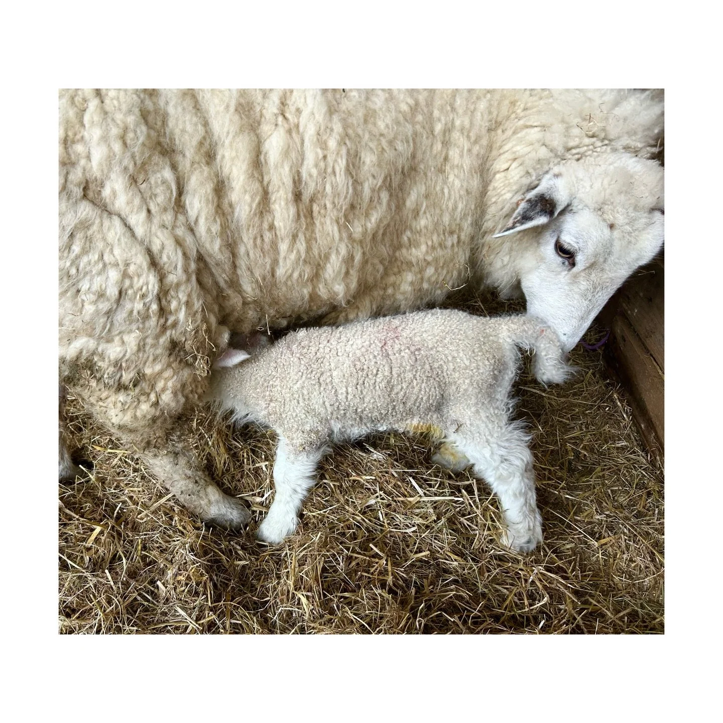 Lambing 2026 has begun&hellip;
#spothousefarm #romney
