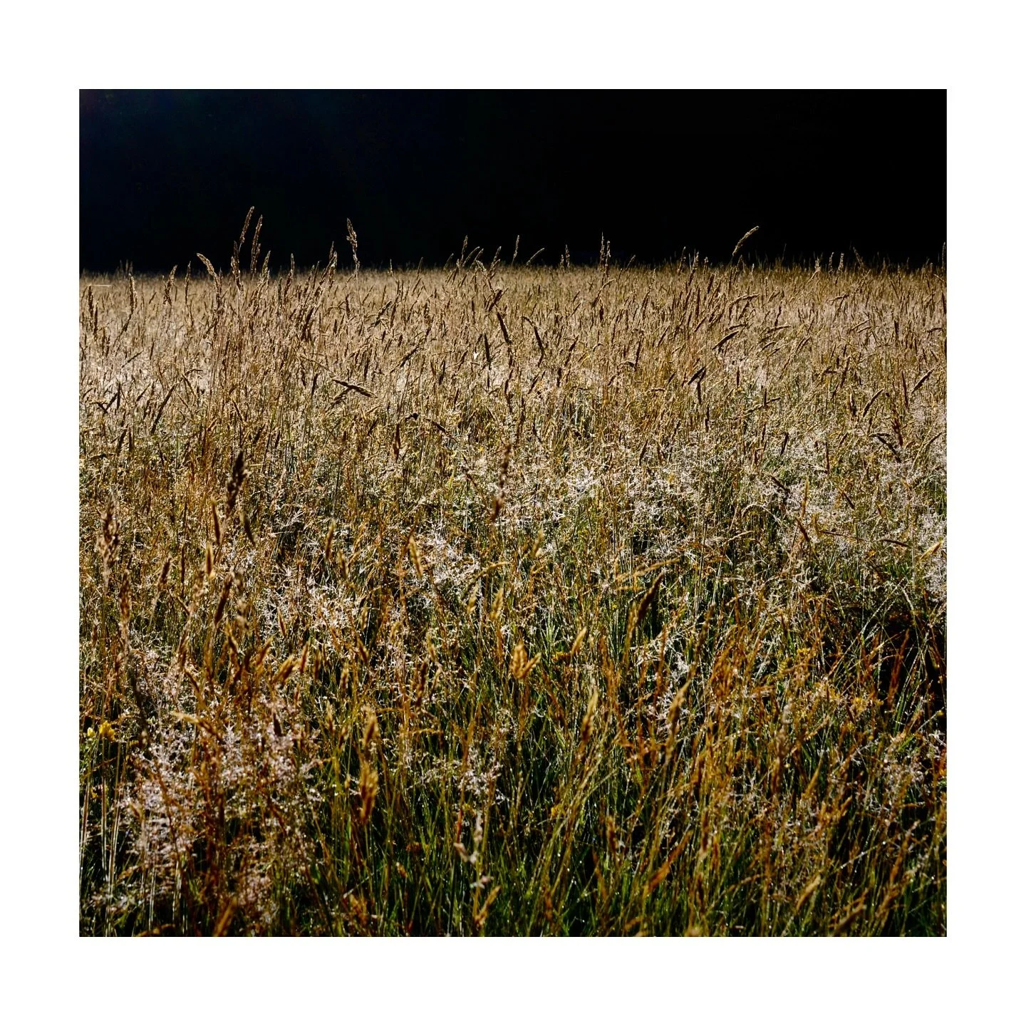 The colours of July 2025 taking on an autumnal hue in the meadows, thank goodness for the morning dew&hellip;
#spothousefarm #wildflowermeadow #kentishmeadow