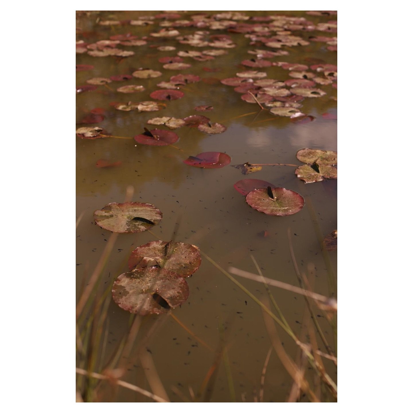 We had a visit yesterday from our lovely friend @beccafawn_  She brought her 📷 along and caught some beautiful shots of a spring Sunday at Spot House Farm. Thanks Becca! X
#spothousefarm @freddie.hopkinson @s__h__e__p__h__e__r__d