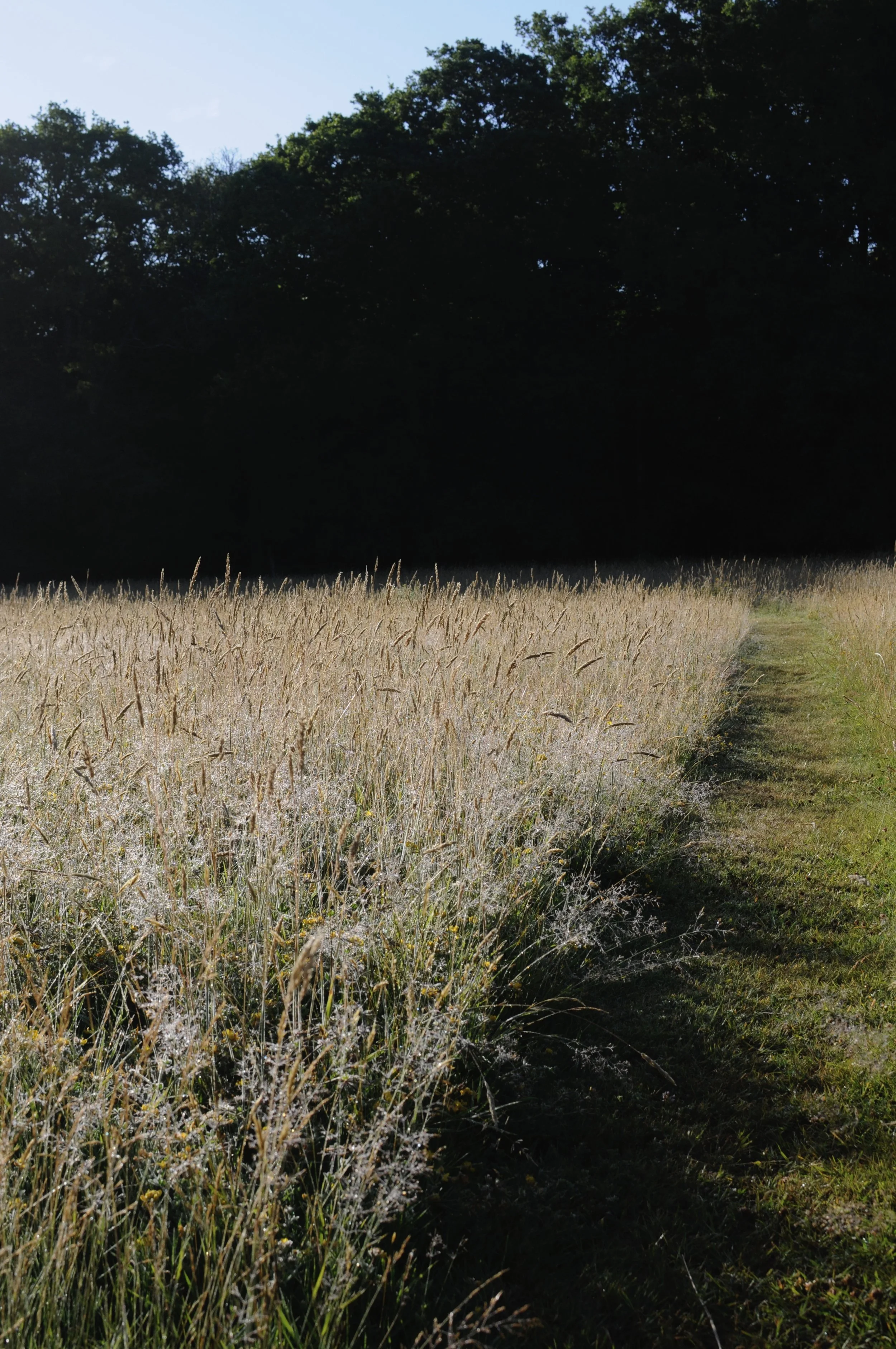 A grassy path runs through a meadow with tall grasses. In the background, a dense dark forest lines the horizon, with a clear blue sky overhead.