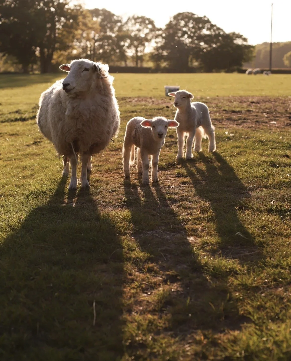 A Romney ewe and her lambs at sunset