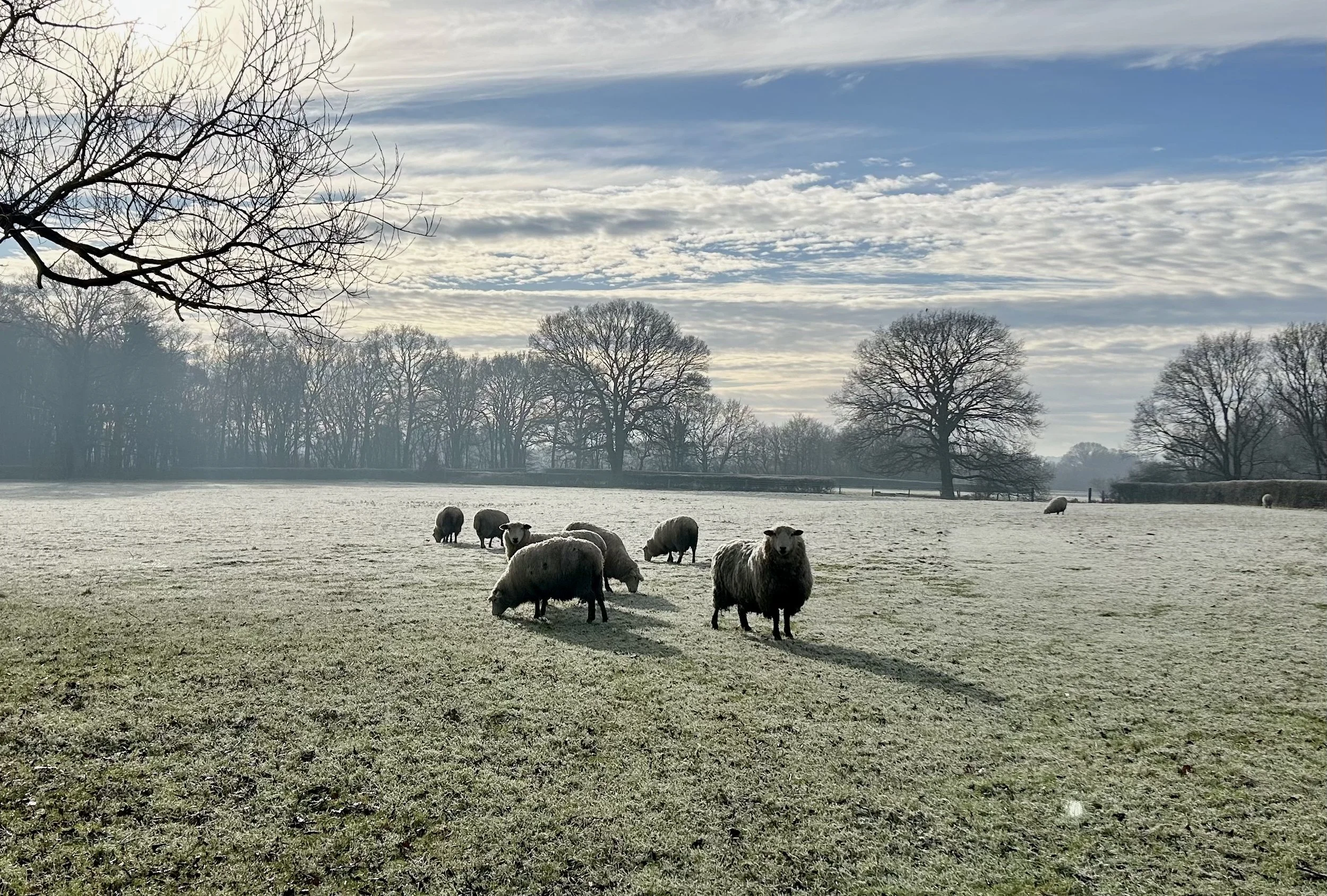 A group of sheep grazing on a frosty field with leafless trees in the background and a partly cloudy sky.
