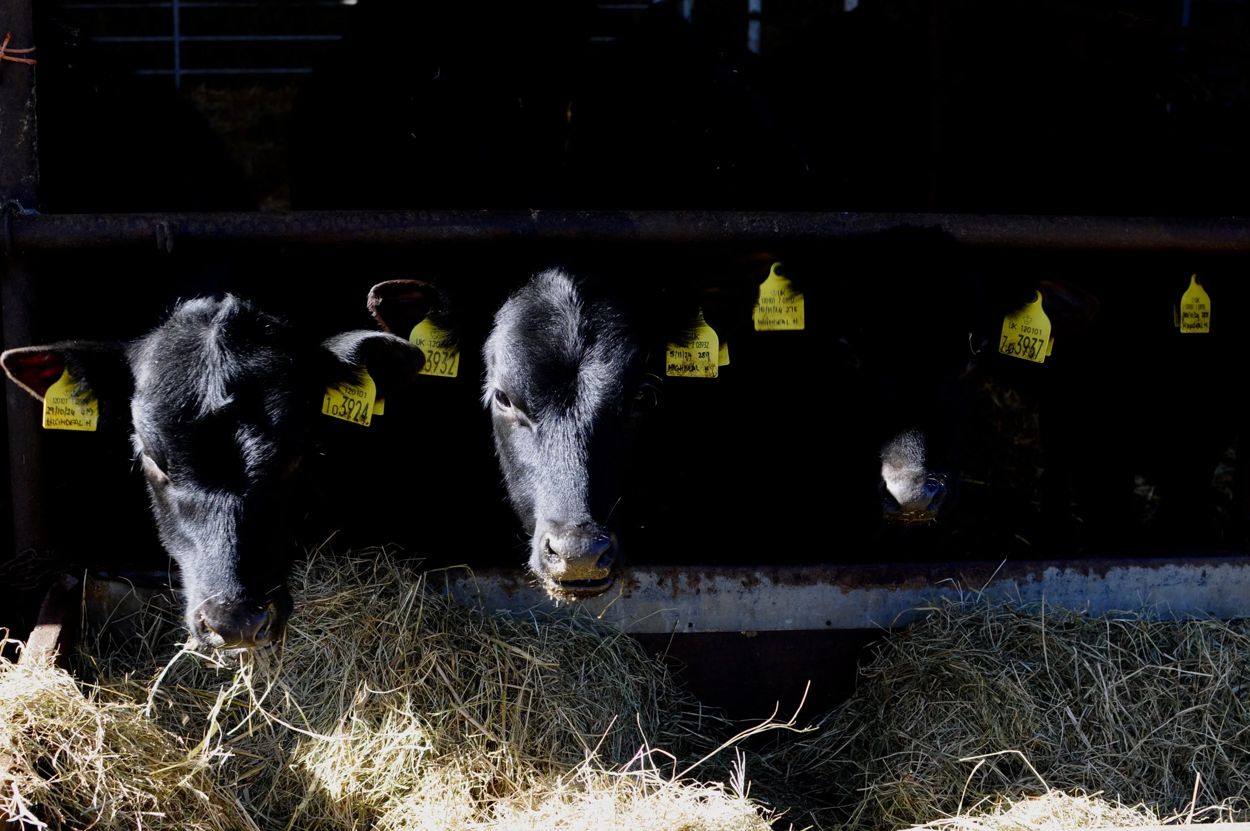 Three young calves eating hay in the Winter sunshine at Spot House Farm