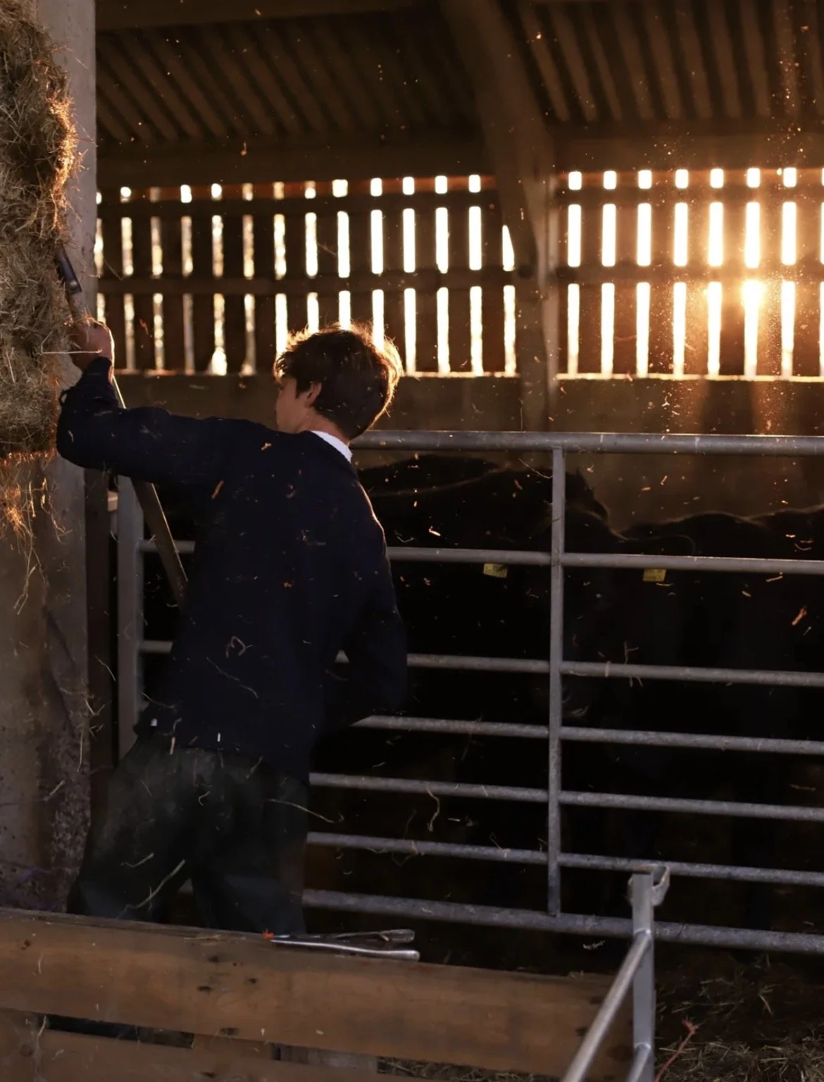 Feeding the cattle at Spot House farm
