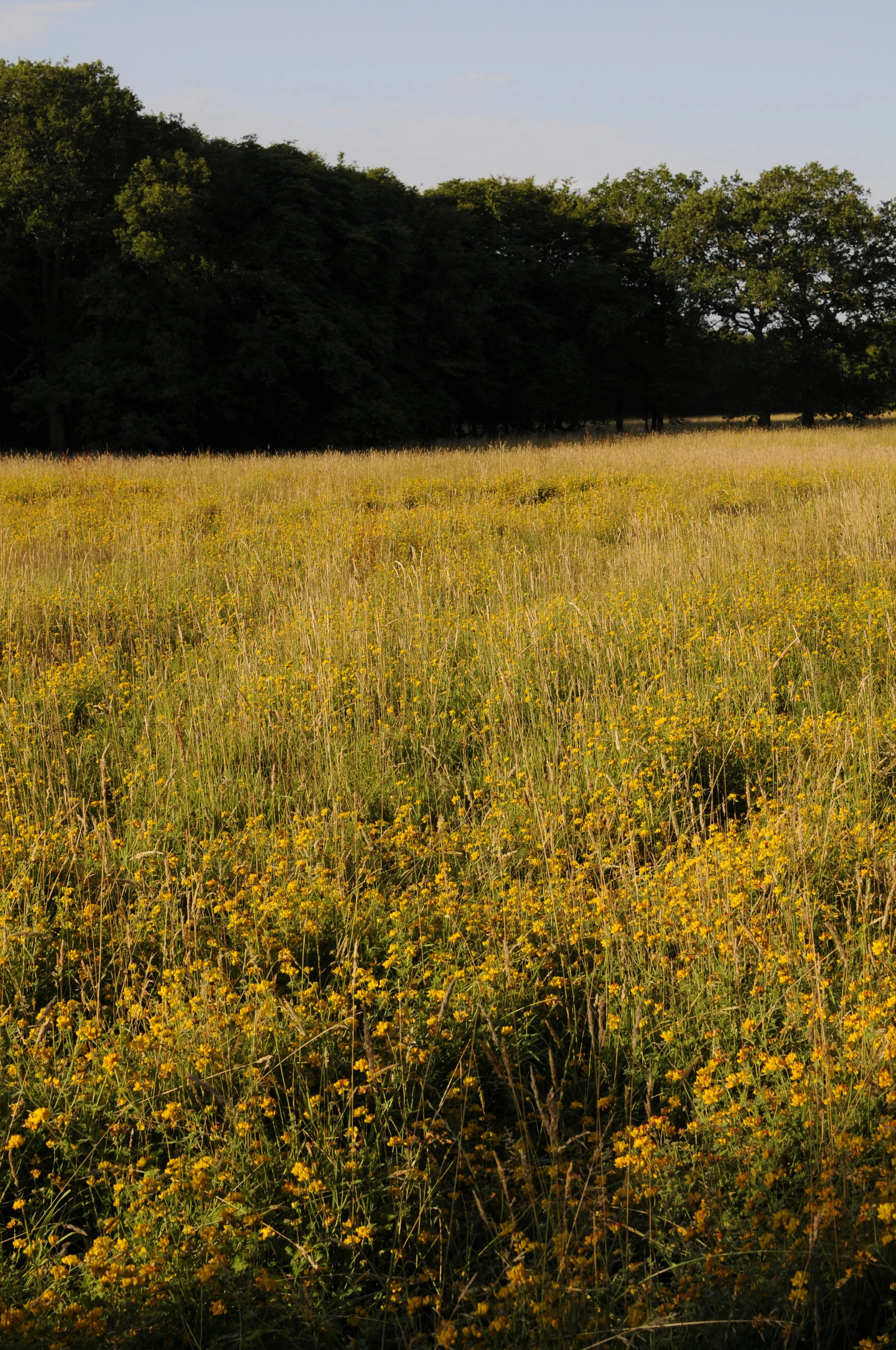 The meadow in July, drenched with golden hued  Bird's-foot Trefoil.