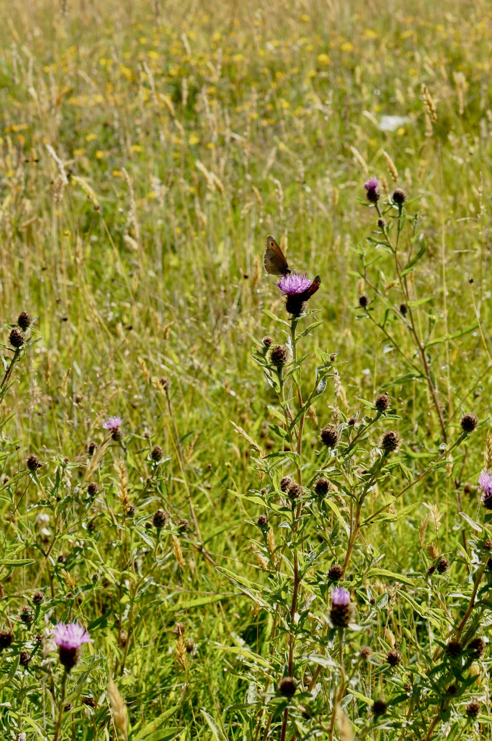A Meadow Brown butterfly perched on a purple knapweed flower in the meadows
