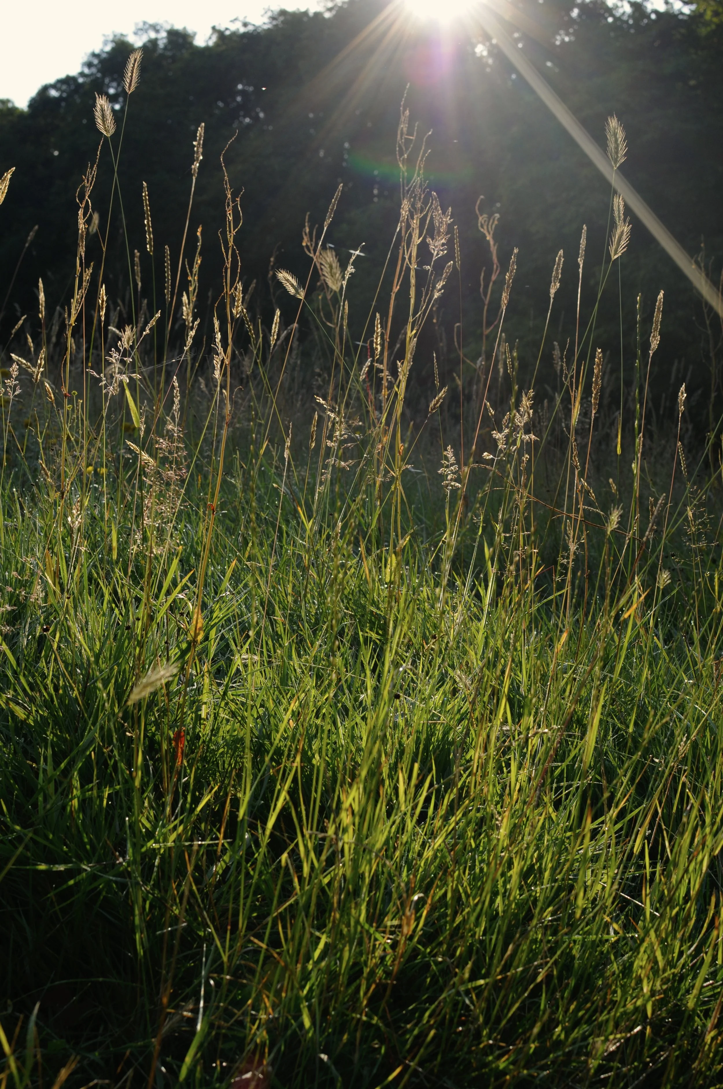 Sun shining through tall grass in a field with a backdrop of trees.
