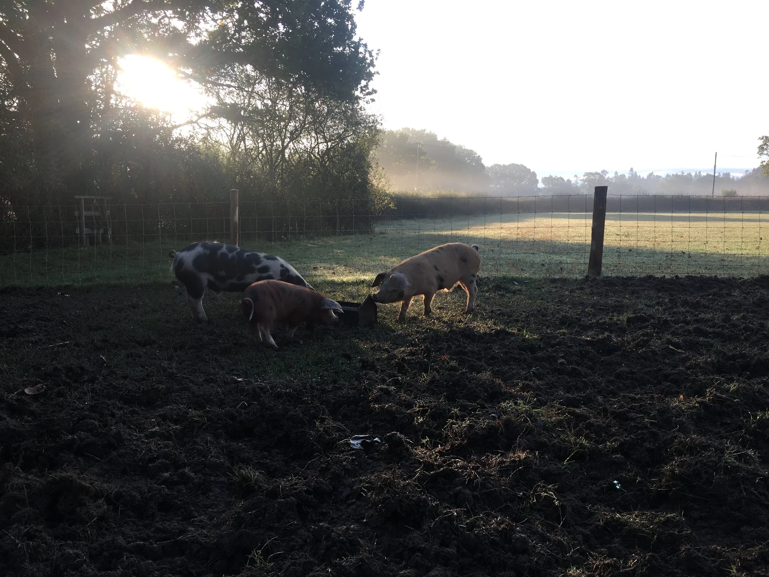 Piglets in a farmyard at sunrise, behind a wire fence with trees and fields in the background.