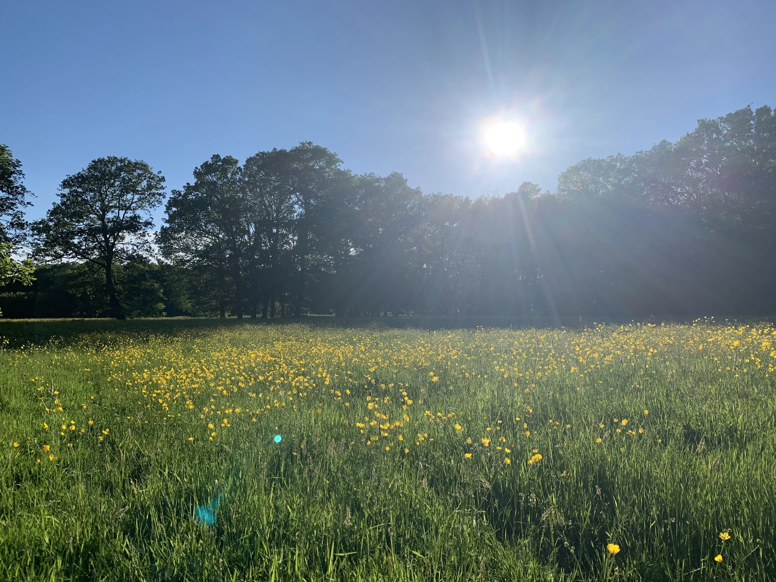 Spring time in the meadows